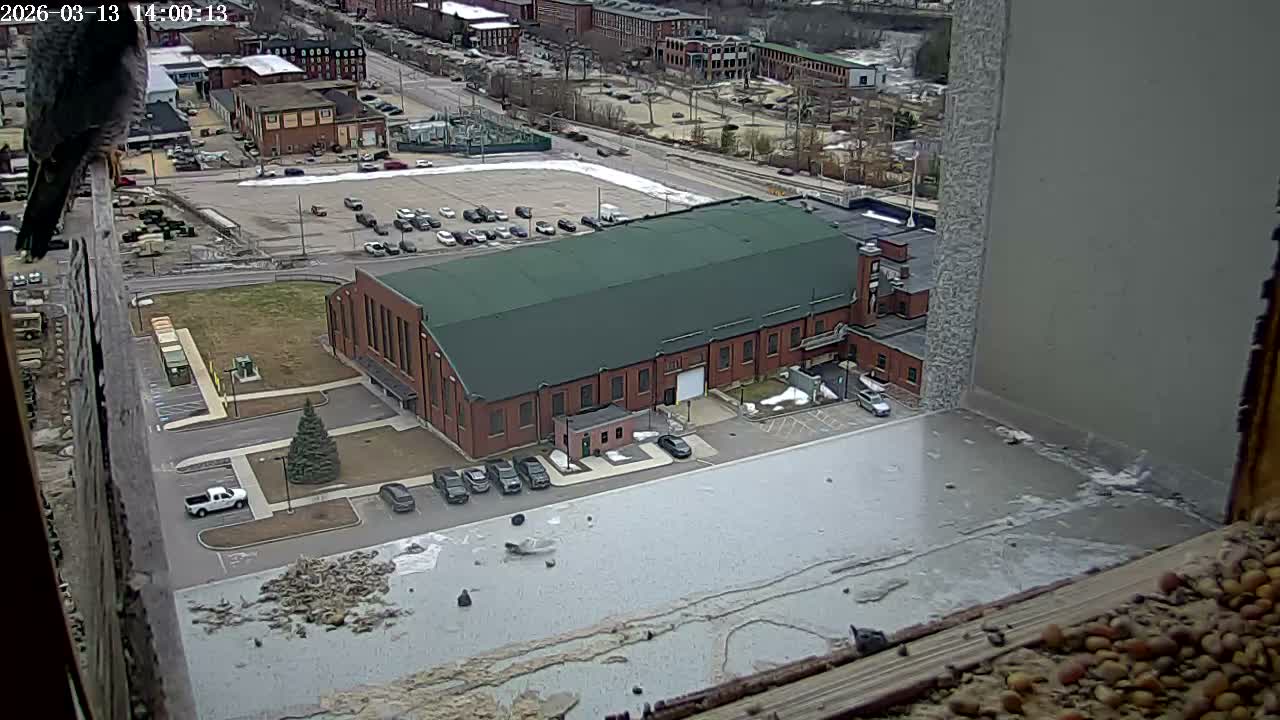 New Hampshire , Manchester City Skyline & Falcons Life Live Cam 2 - Manchester, Hillsborough, New Hampshire, USA