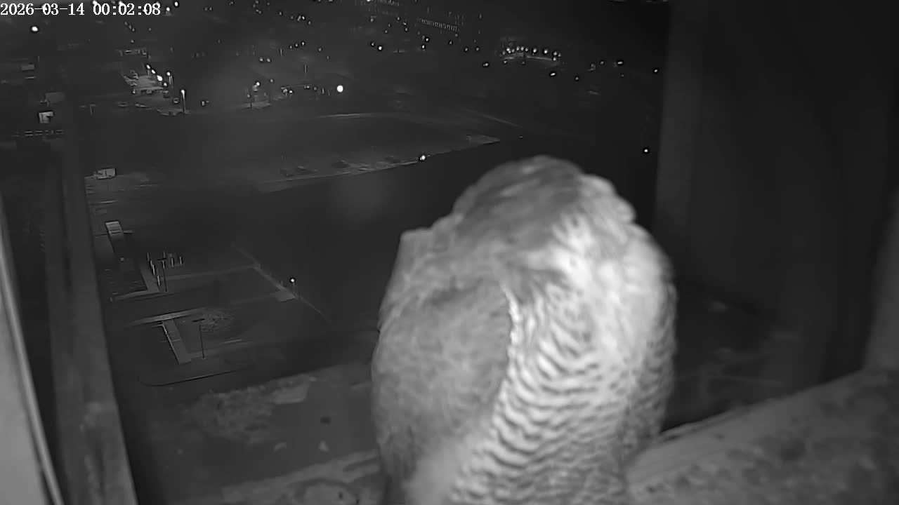 New Hampshire , Manchester City Skyline & Falcons Life Live Cam 2 - Manchester, Hillsborough, New Hampshire, USA