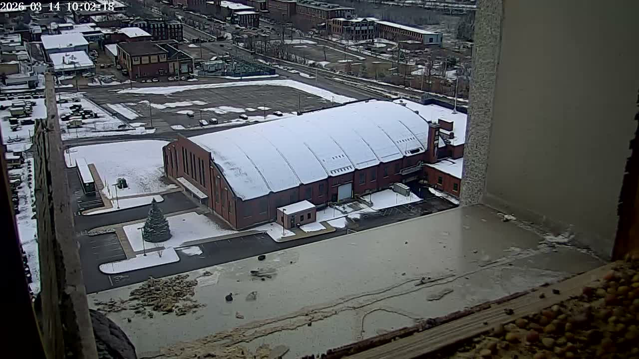 New Hampshire , Manchester City Skyline & Falcons Life Live Cam 2 - Manchester, Hillsborough, New Hampshire, USA