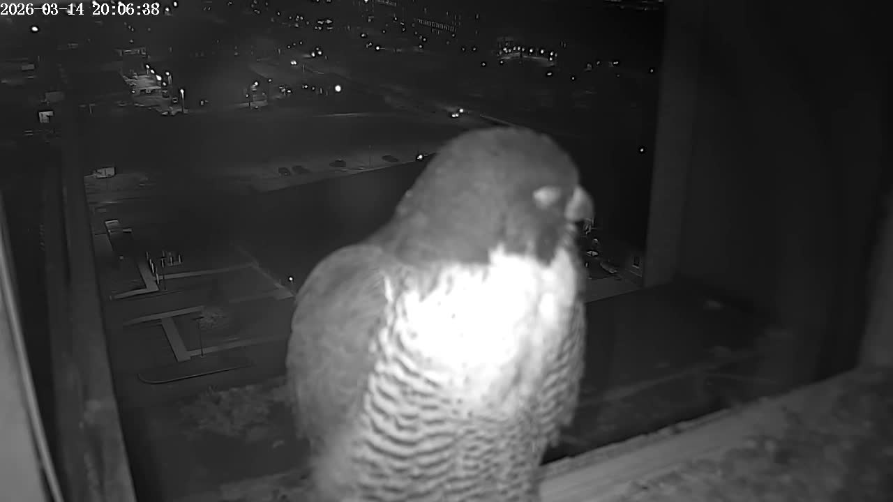 New Hampshire , Manchester City Skyline & Falcons Life Live Cam 2 - Manchester, Hillsborough, New Hampshire, USA