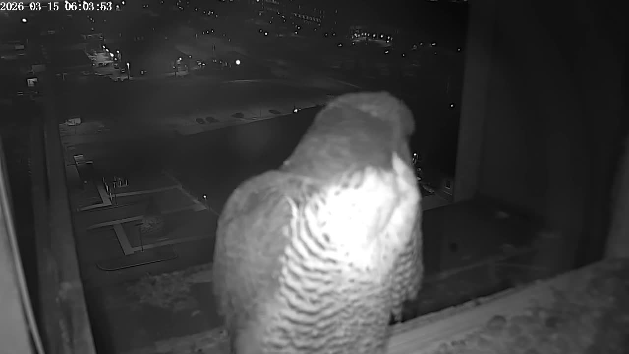 New Hampshire , Manchester City Skyline & Falcons Life Live Cam 2 - Manchester, Hillsborough, New Hampshire, USA