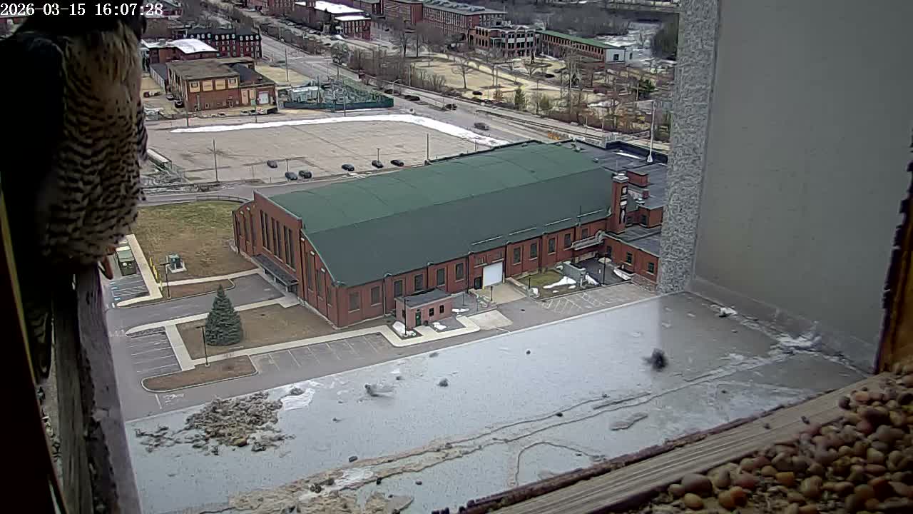 New Hampshire , Manchester City Skyline & Falcons Life Live Cam 2 - Manchester, Hillsborough, New Hampshire, USA