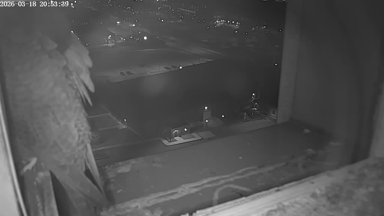 New Hampshire , Manchester City Skyline & Falcons Life Live Cam 2 - Manchester, Hillsborough, New Hampshire, USA