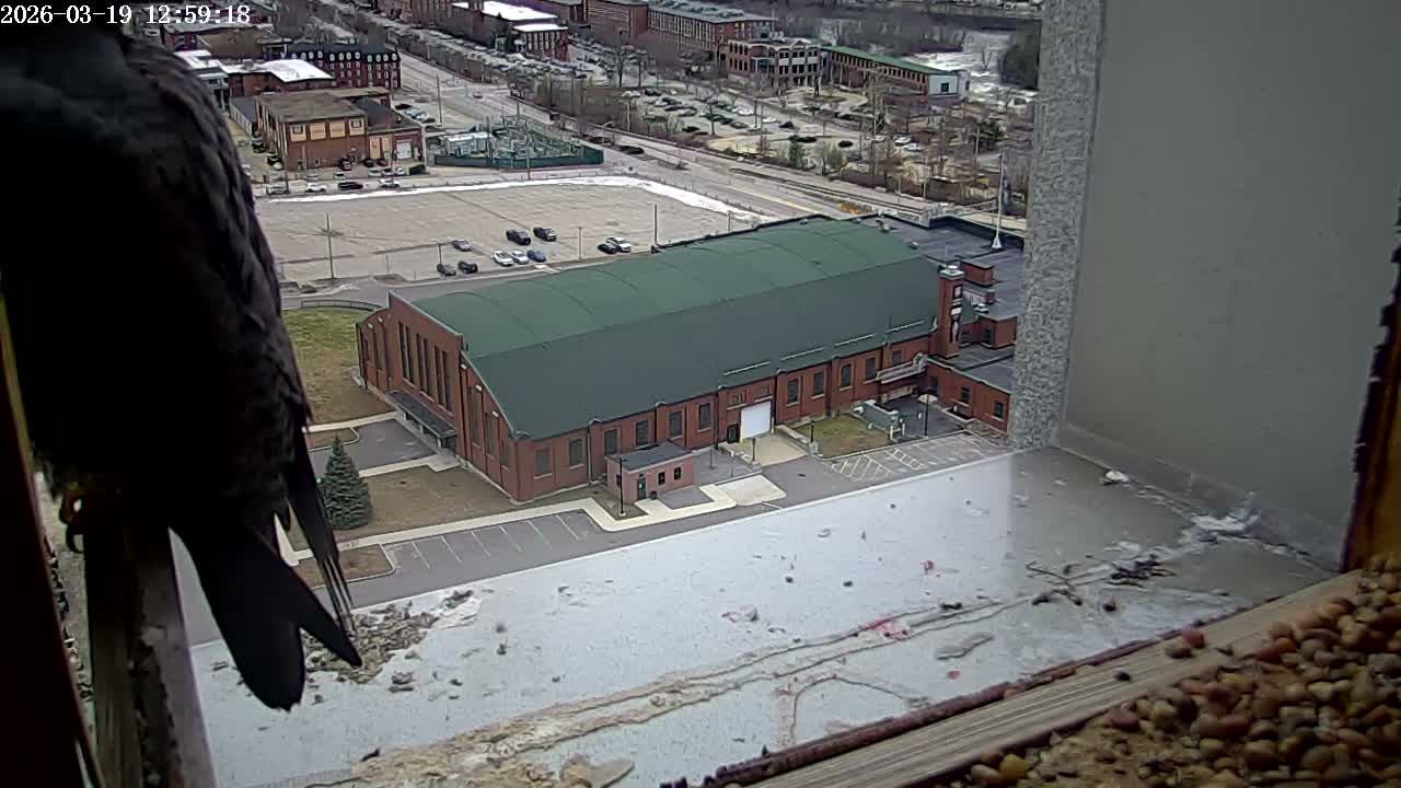 New Hampshire , Manchester City Skyline & Falcons Life Live Cam 2 - Manchester, Hillsborough, New Hampshire, USA
