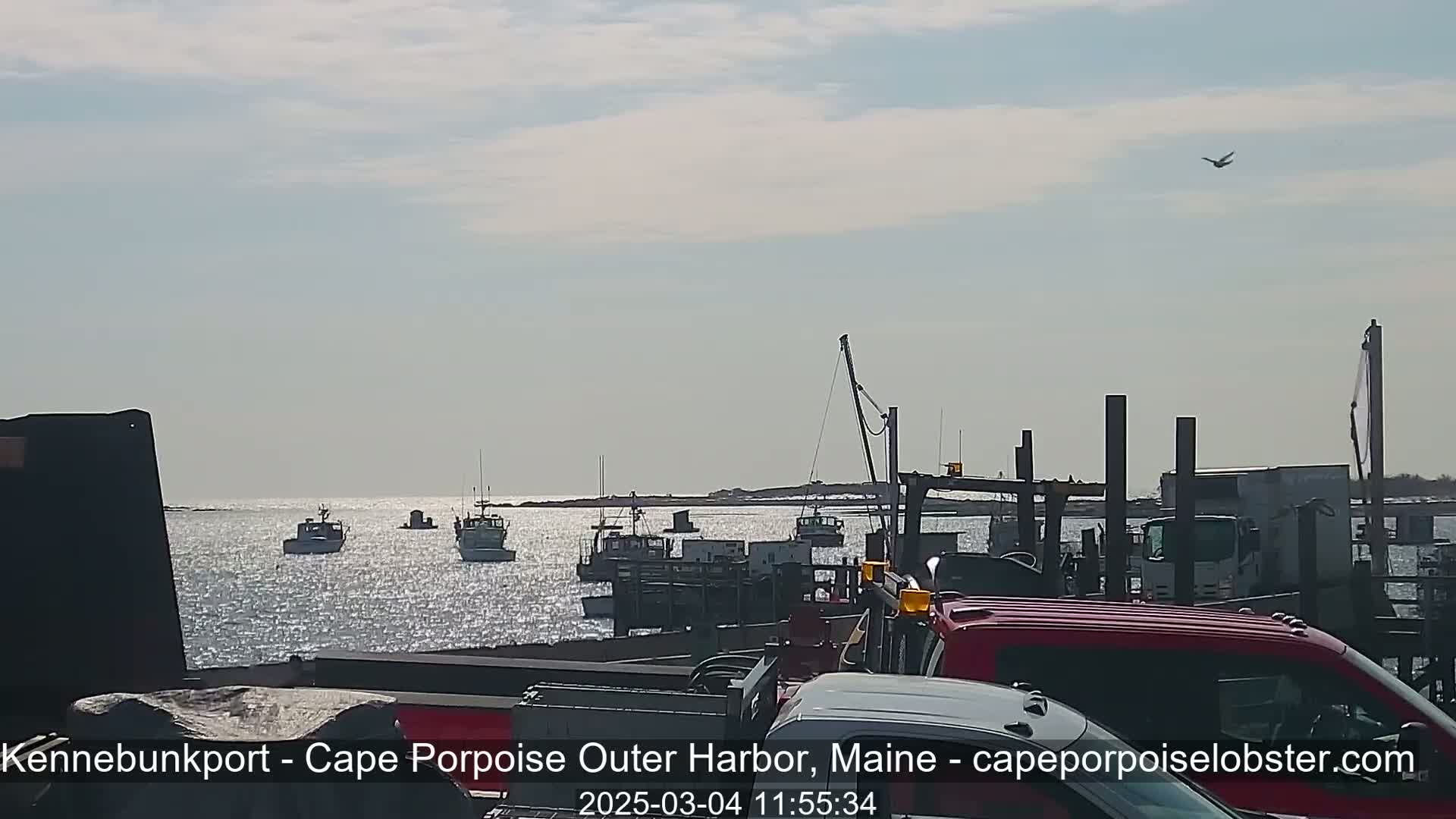 Several fishing boats are in a harbor on a sunny day, with a bird flying overhead and other vehicles parked near the docks.