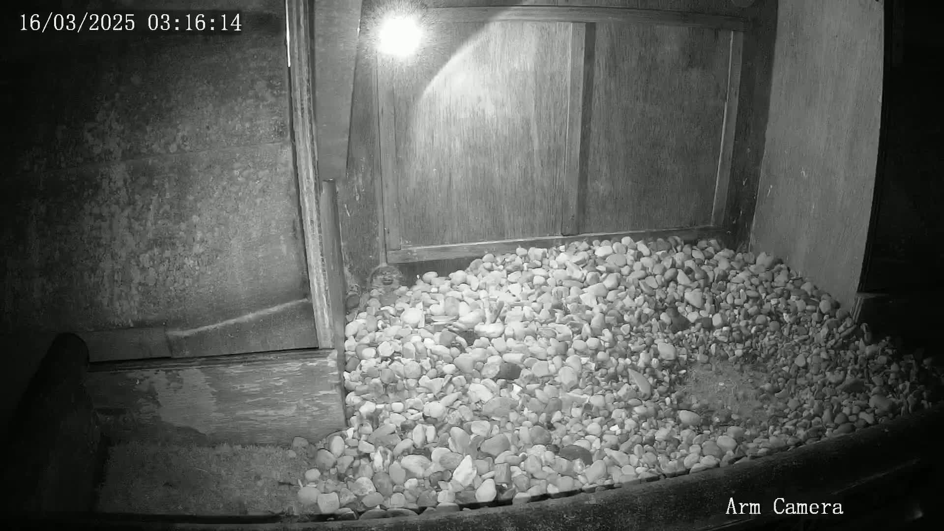 A nighttime black and white image shows a pile of small rocks illuminated by a light source near a wooden structure.