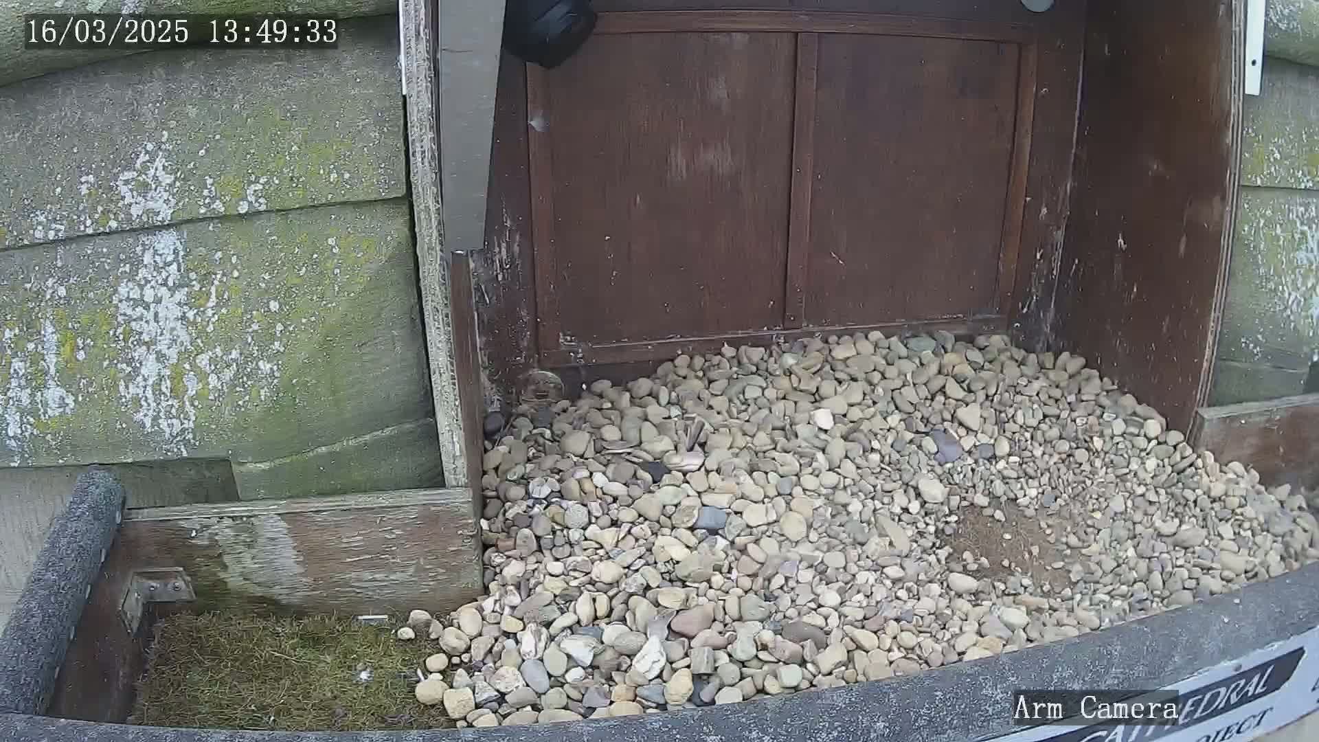 A pile of small rocks sits in front of a weathered wooden structure, partially obscuring a patch of grass.