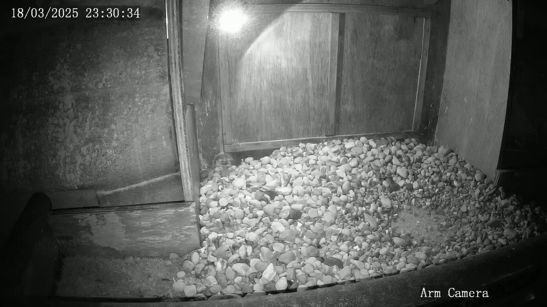 A nighttime, infrared image shows a pile of small rocks in front of a wooden structure illuminated by a bright light source.