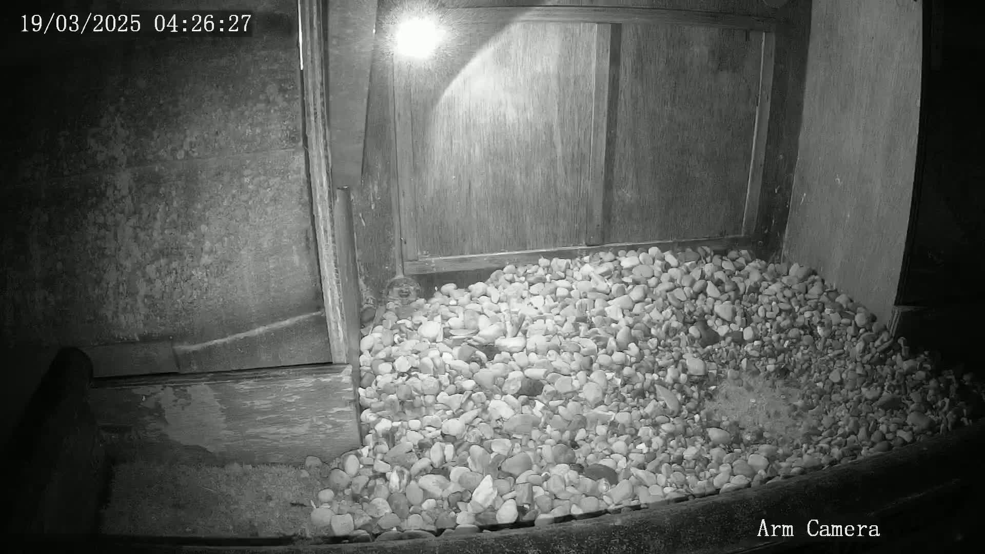 A nighttime, low-light image shows a pile of small, light-colored rocks at the base of a wooden structure, illuminated by a nearby light source.
