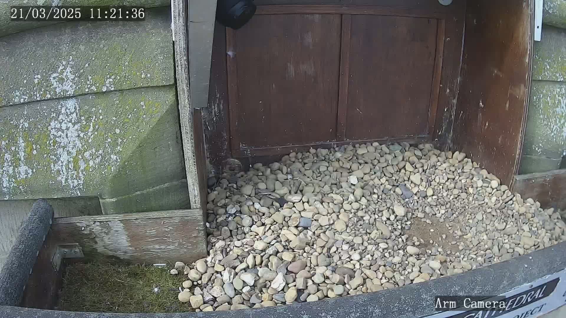 A pile of light-colored gravel sits in front of a dark brown wooden structure against a mottled green wall outdoors.