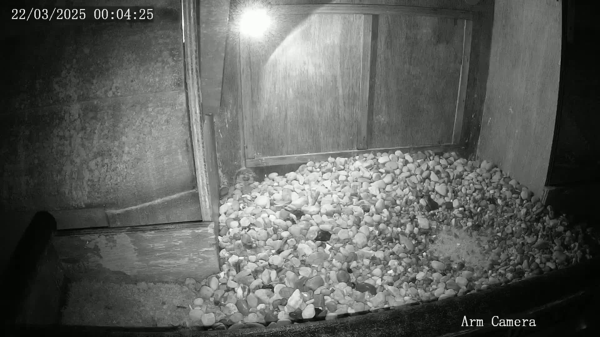 A small animal is partially hidden in a pile of pebbles at the base of a wooden structure at night, illuminated by a light source.