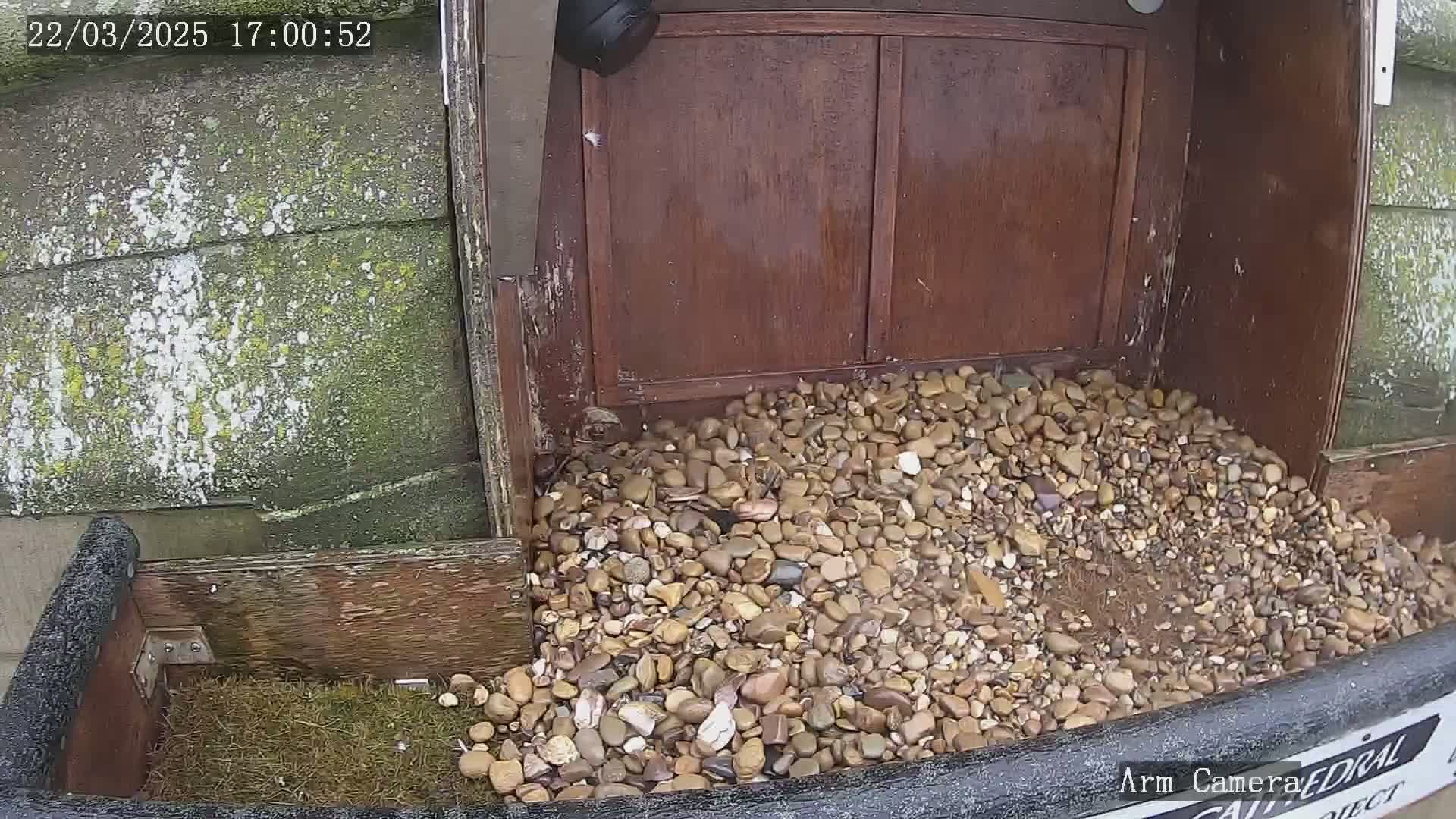 A pile of small, light brown and tan stones sits in a wooden box in front of a dark brown wooden door, possibly outdoors in wet conditions.