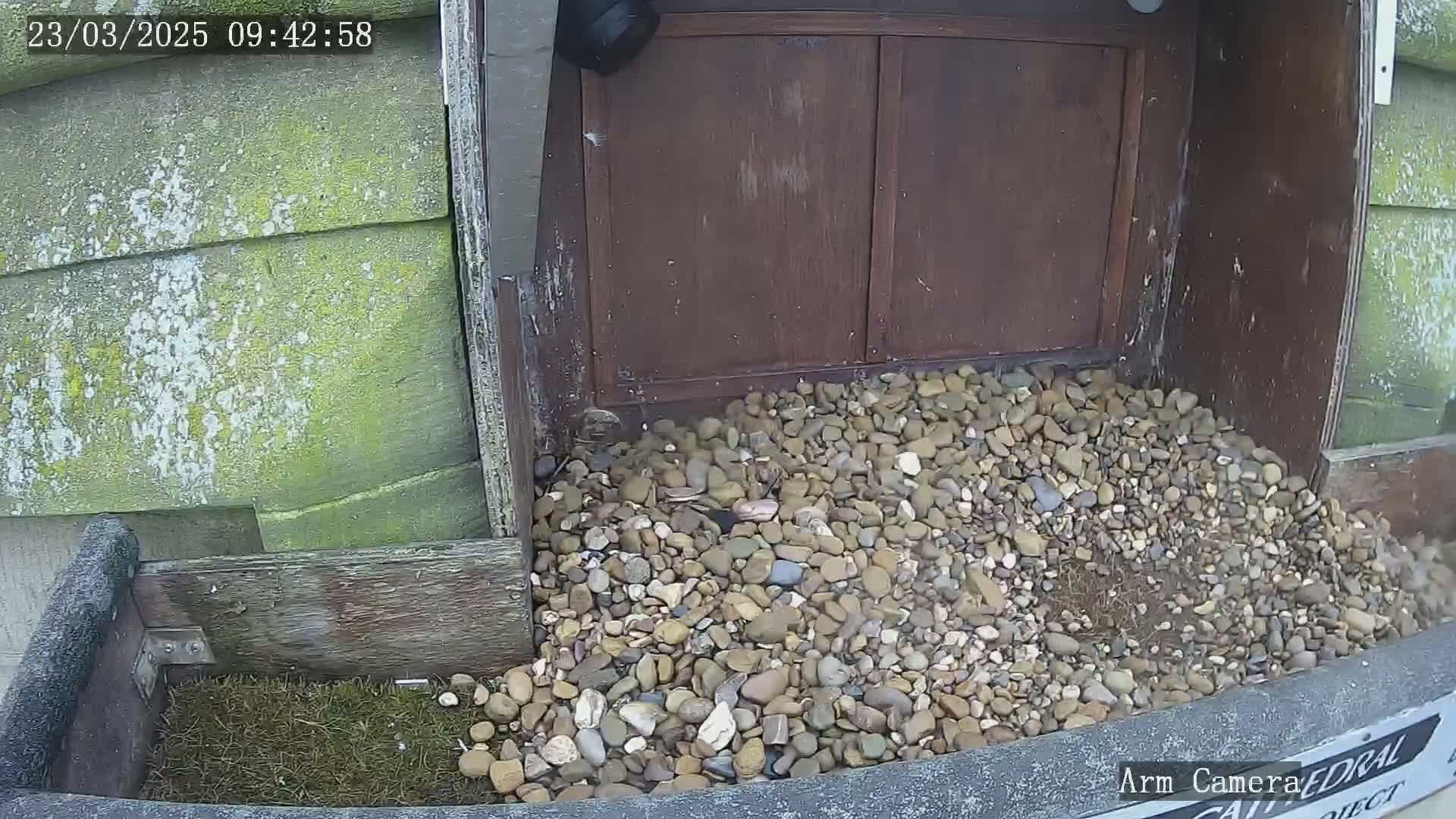 A pile of small rocks sits in front of a weathered wooden structure, with a bit of grass visible in the bottom left corner.