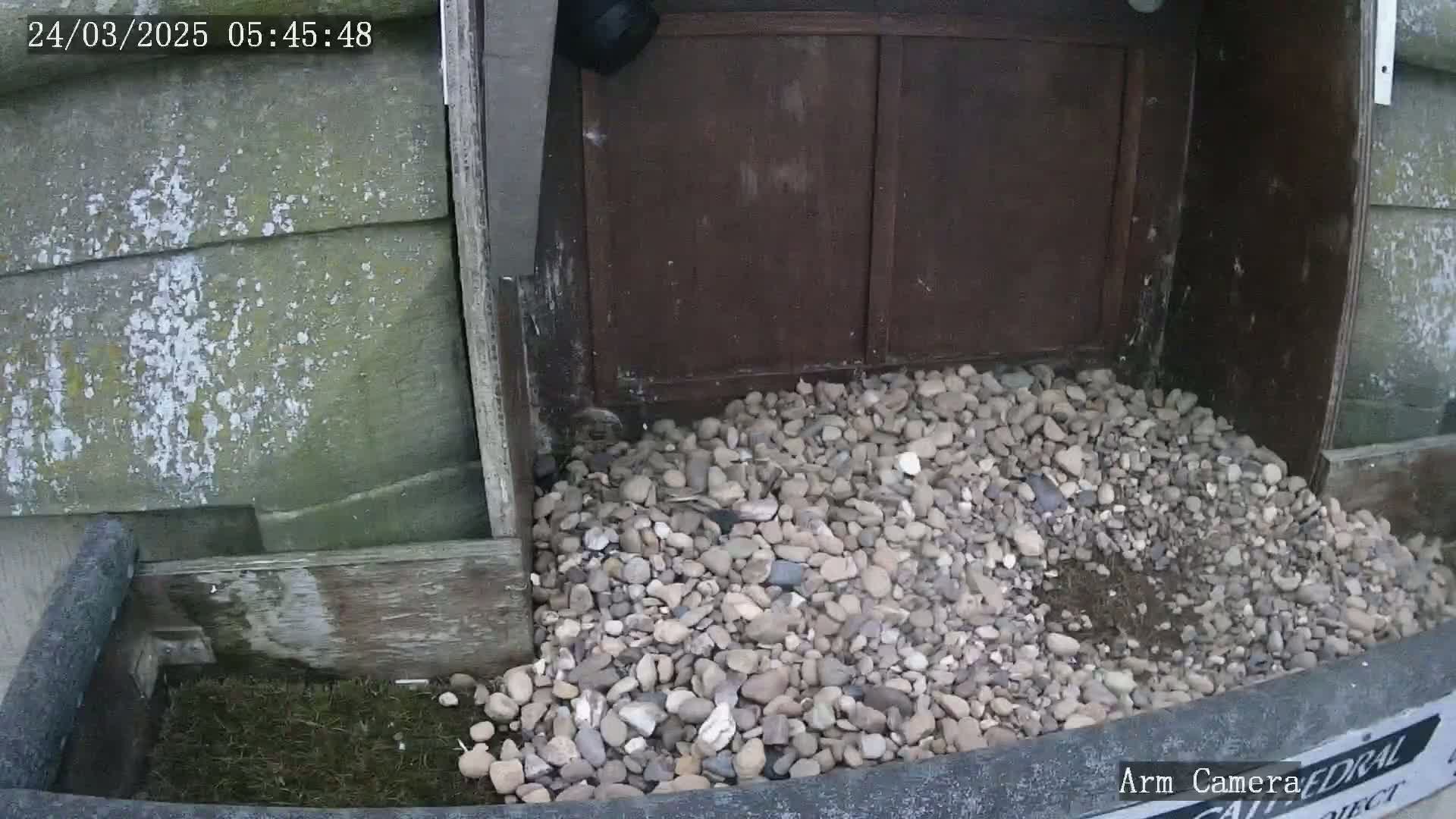 A pile of light-colored stones sits at the base of a dark brown wooden structure, partially obscuring a small patch of dirt; a bit of grass is visible in a trough in the bottom left.