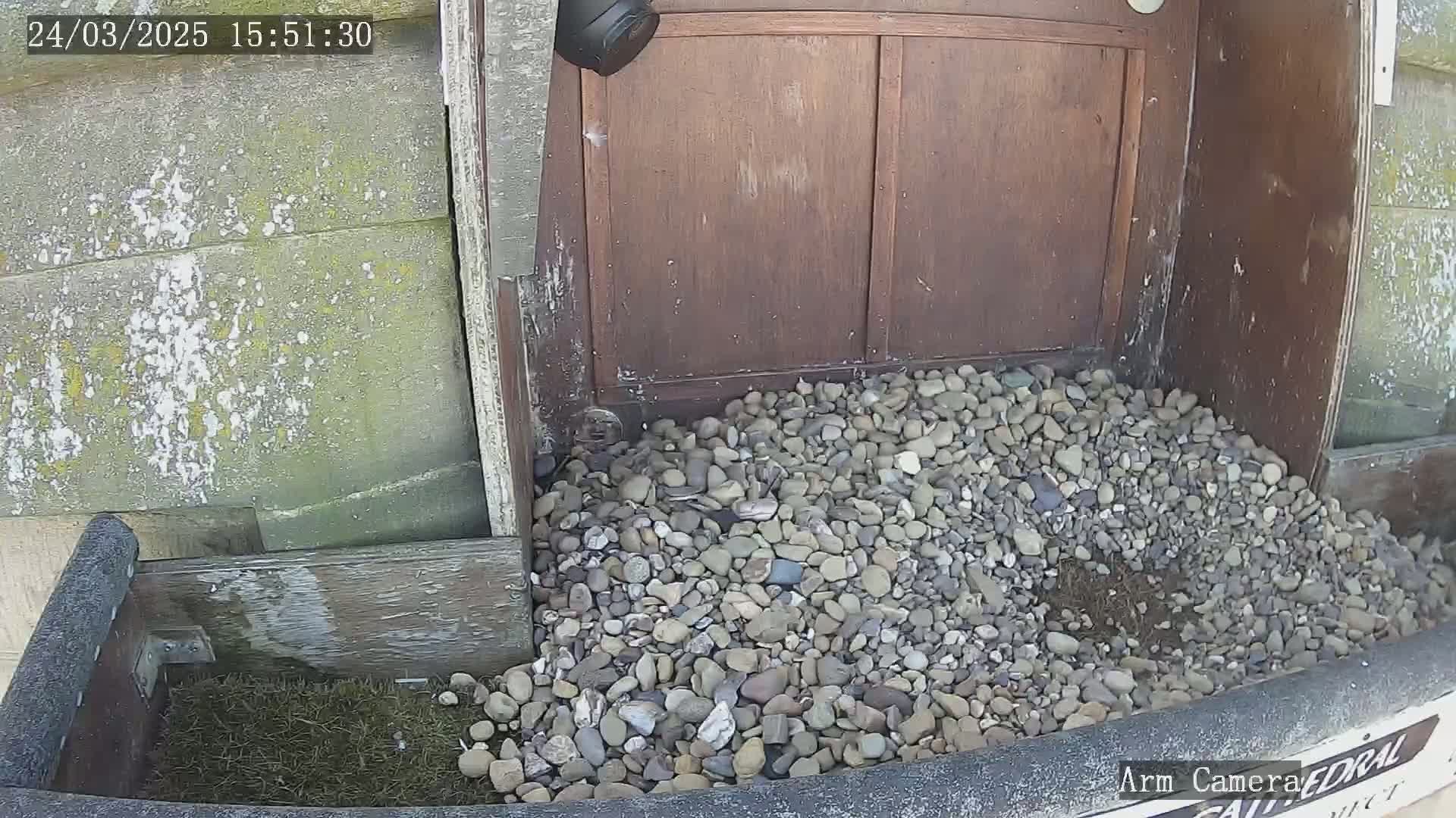 A pile of small rocks sits at the base of a weathered wooden door and a dark gray planter box containing grass.