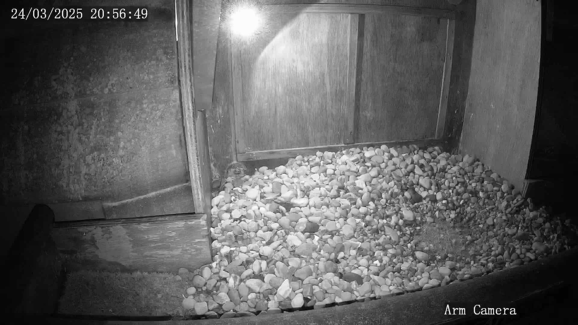 A nighttime, low-light image shows a pile of small rocks illuminated by a light source near a wooden structure.