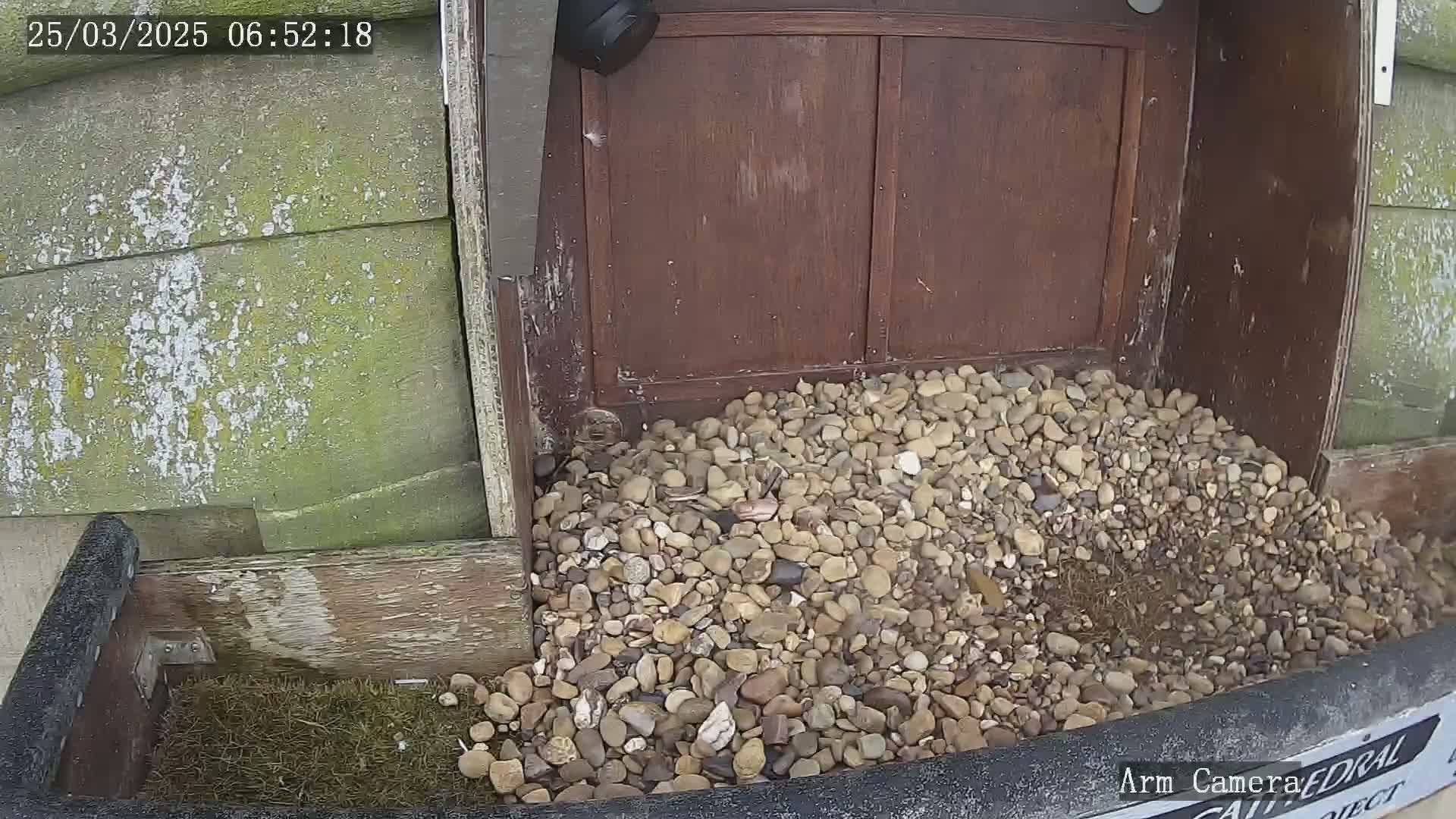 A pile of small rocks sits in front of a weathered wooden structure, partially obscuring a small amount of nesting material.