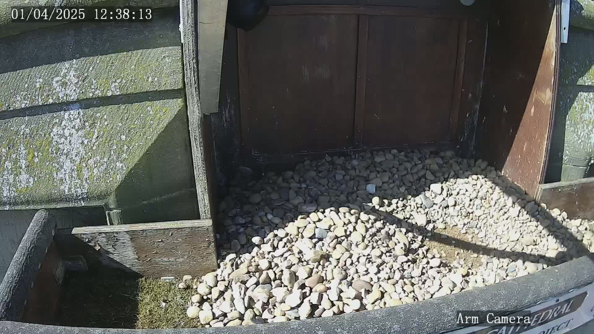 A pile of light-colored pebbles fills a wooden enclosure on a sunny day.