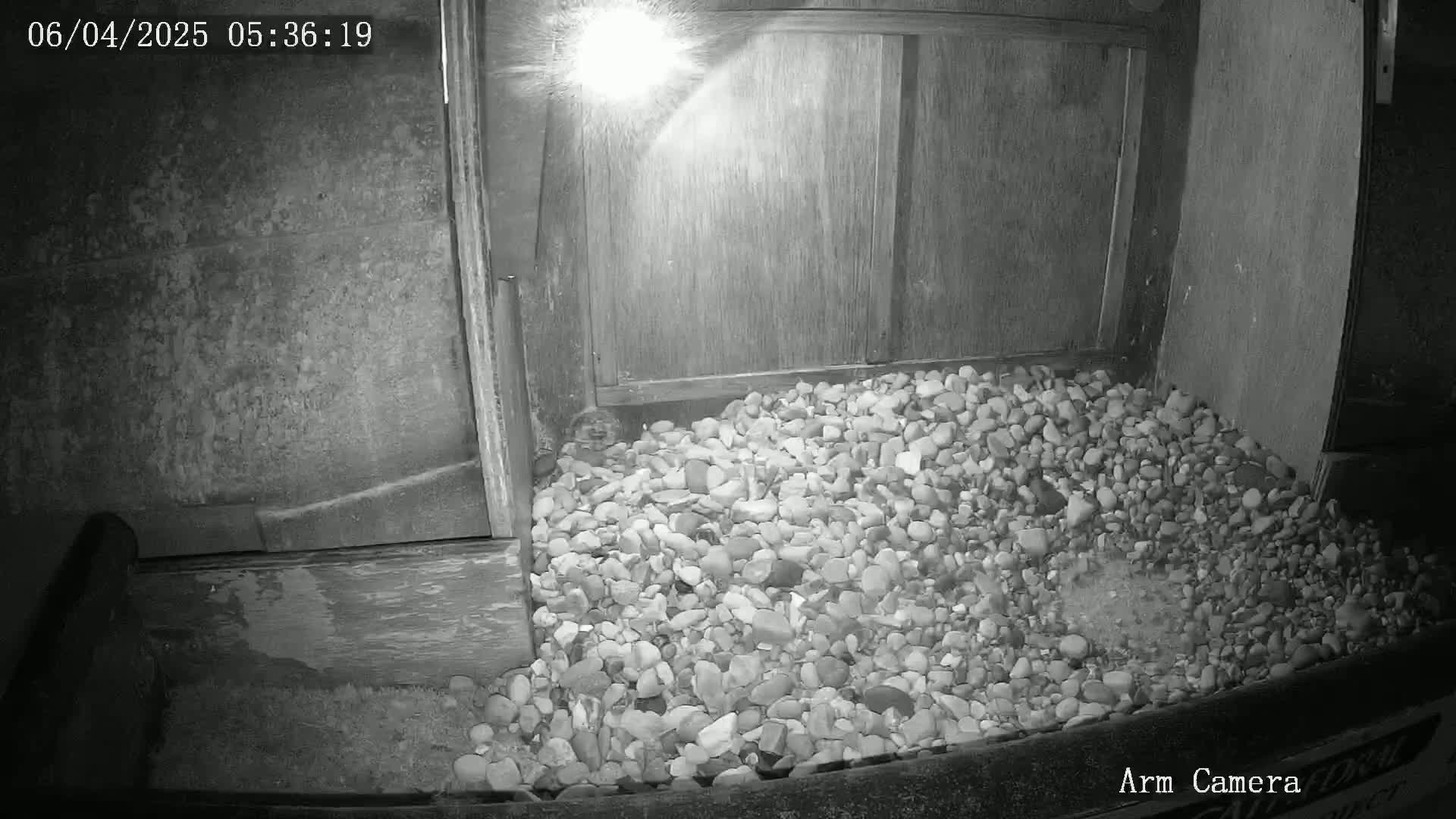 A nighttime, black and white image shows a small animal partially obscured by a pile of gravel next to a wooden structure, illuminated by a light source.