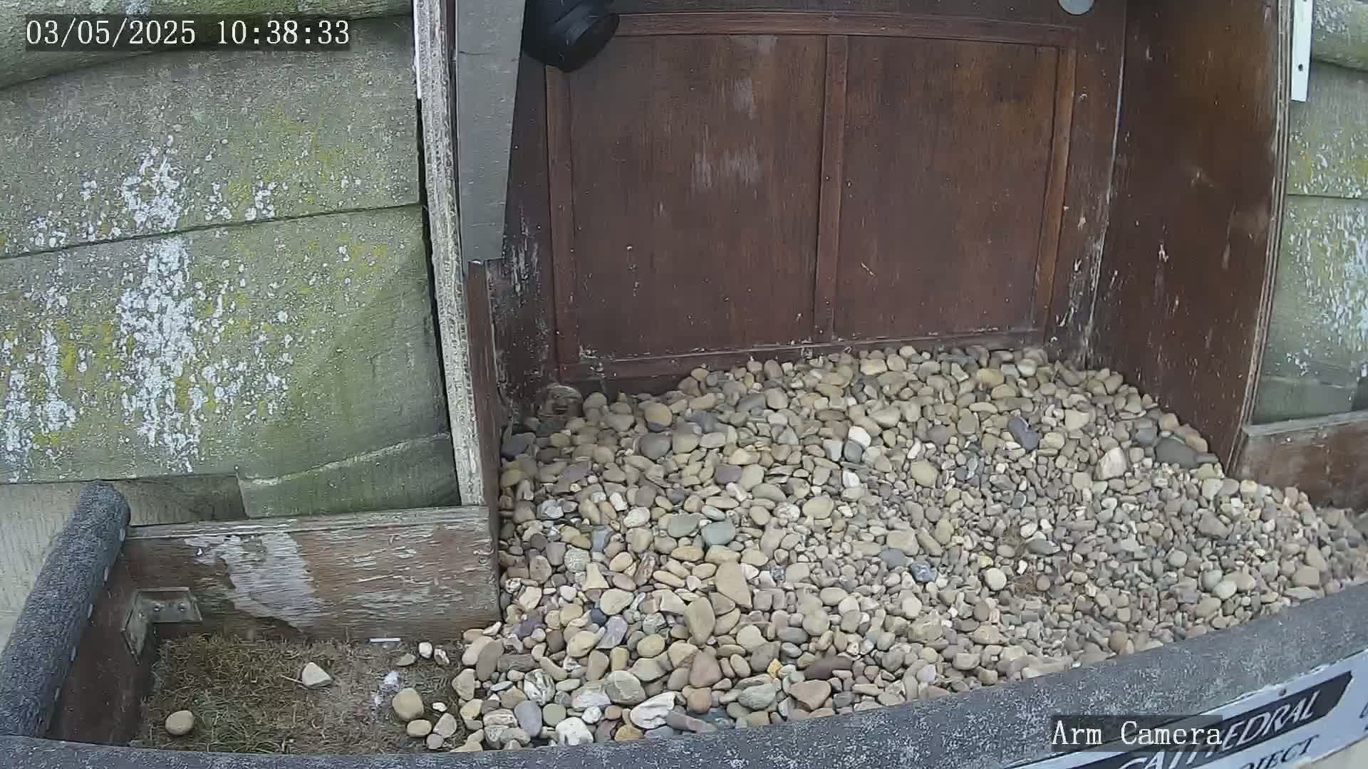 A pile of small, multicolored stones sits at the base of a dark brown wooden structure, partially visible against a weathered gray wall.