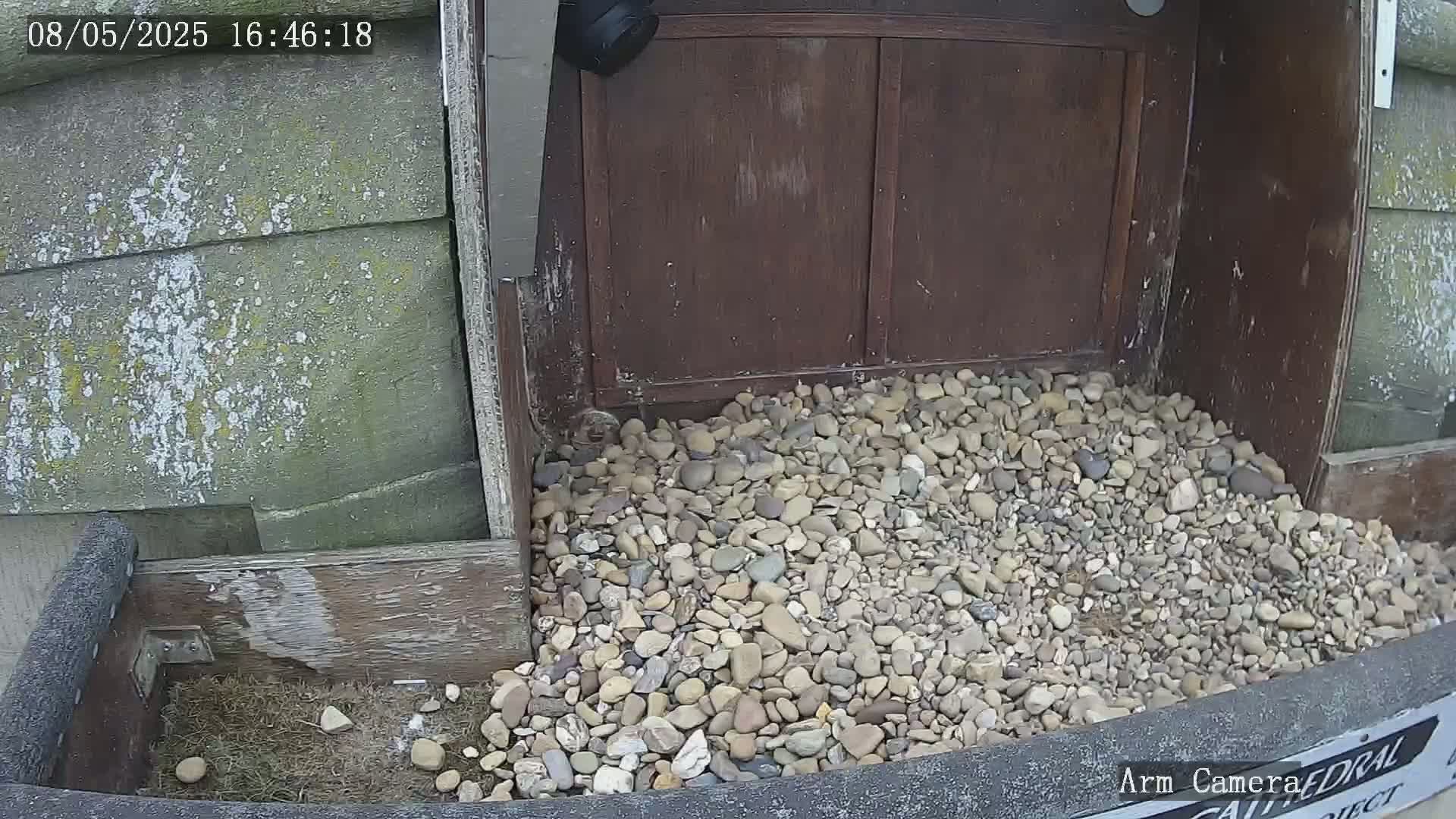 A pile of small rocks sits beneath a dark brown wooden structure, partially obscuring a small amount of grass and a few pebbles.