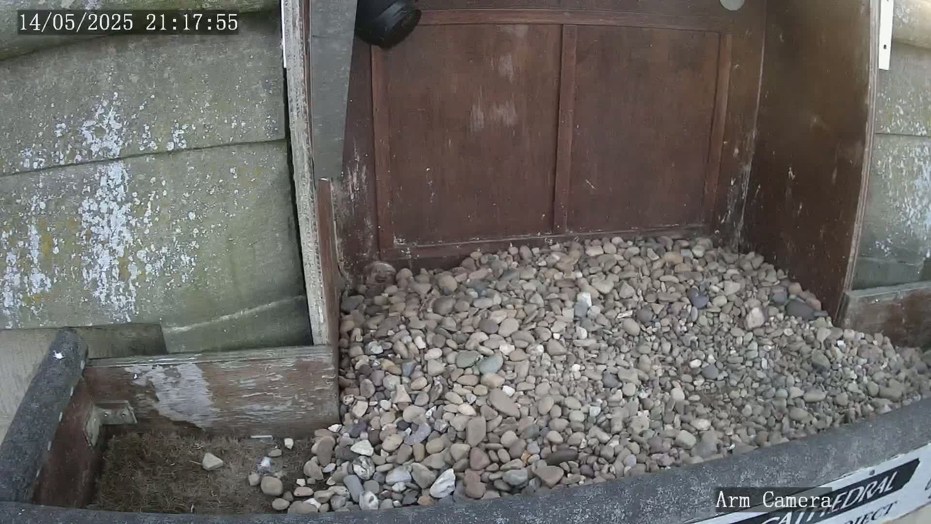 A pile of small, light-colored rocks sits in a wooden structure next to a weathered gray wall, partially under a dark brown door.