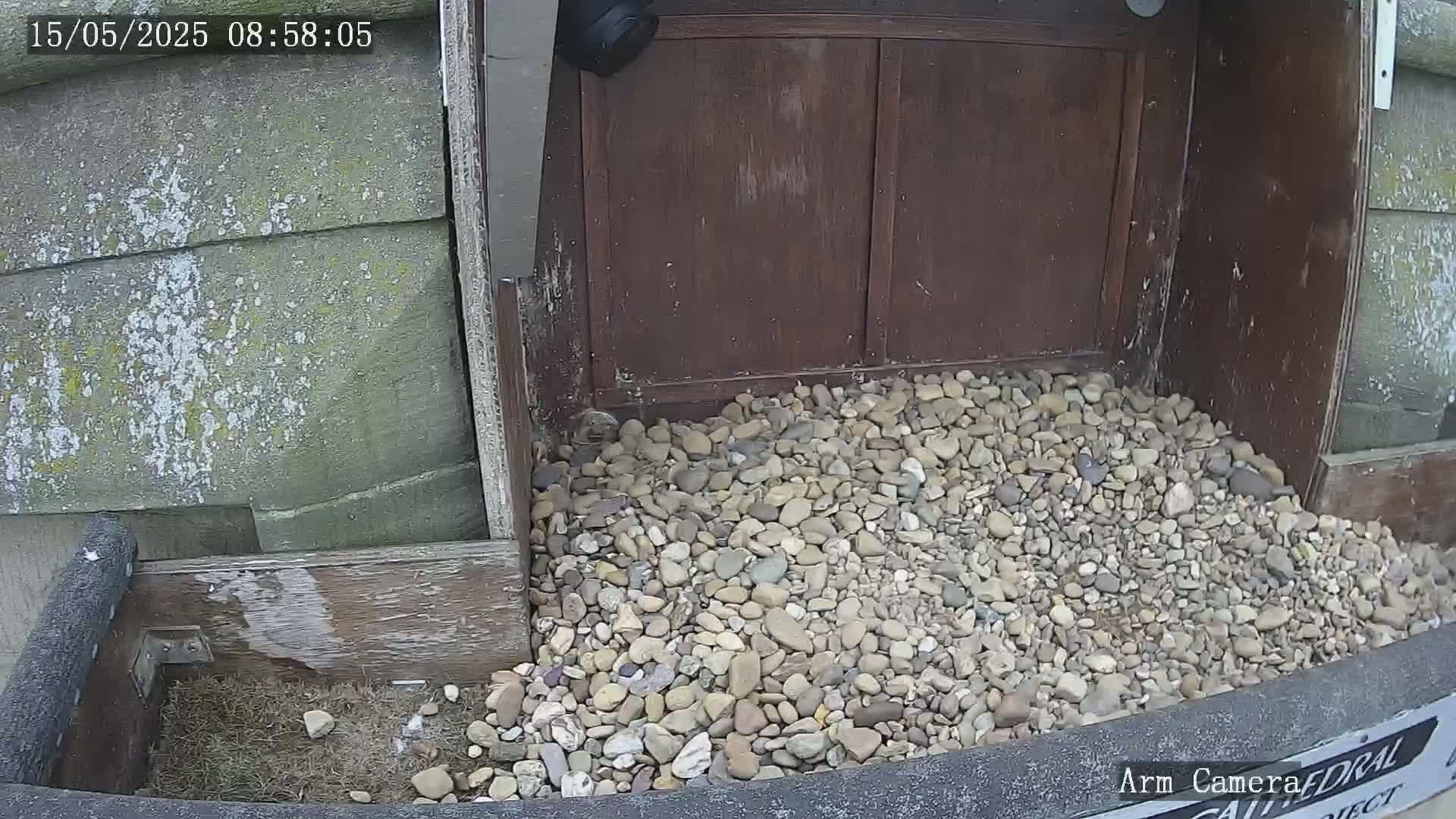 A pile of small rocks sits in front of a weathered wooden structure, partially visible next to a grey wall.