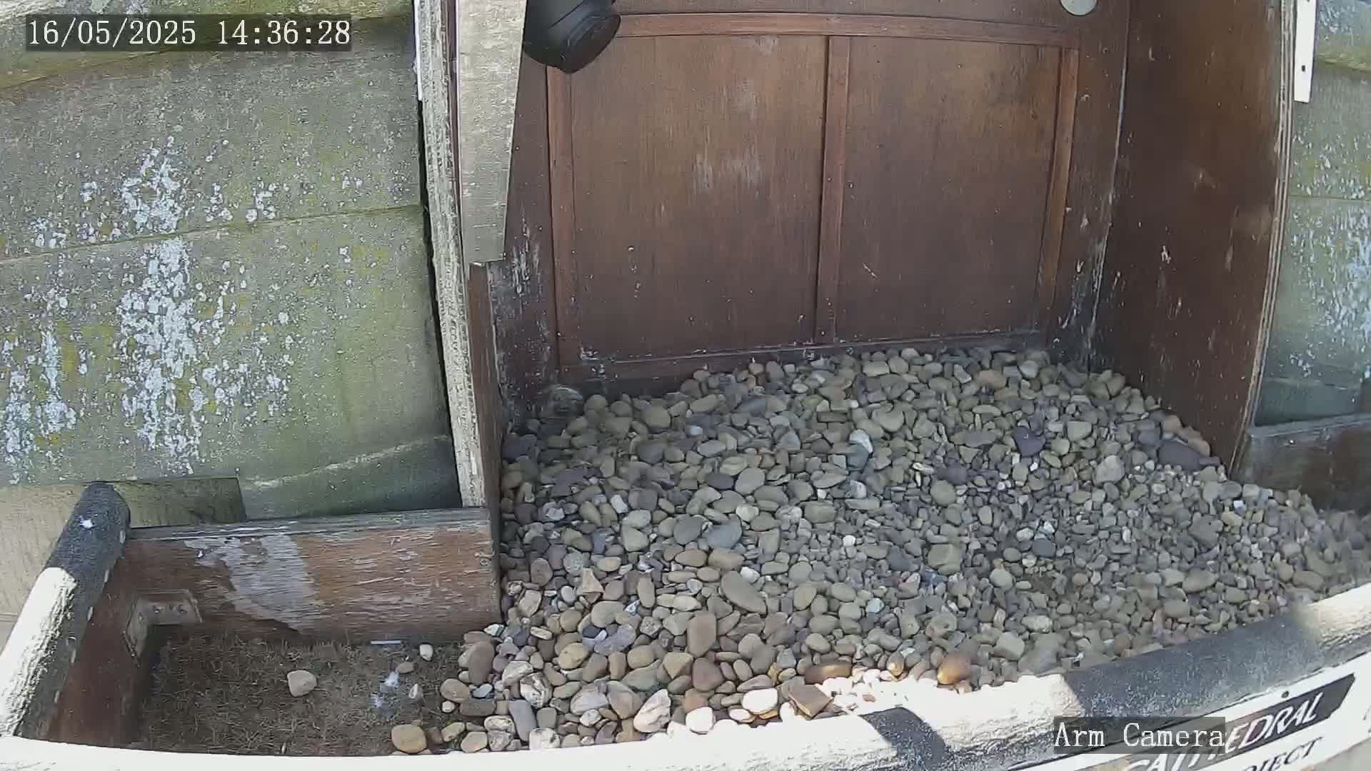 A pile of small, multicolored rocks sits in a wooden enclosure next to a brown wooden wall on a sunny day.