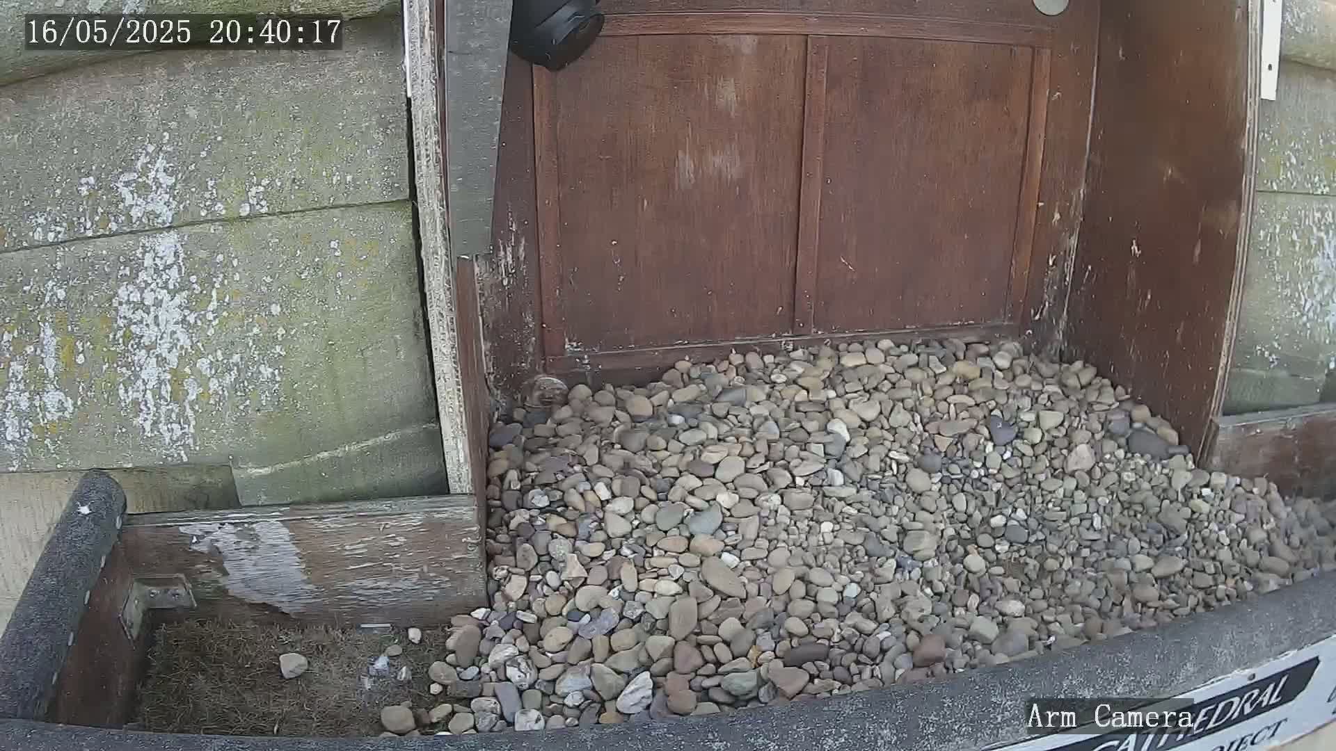 A pile of small rocks sits in front of a weathered wooden door, next to a small wooden planter box containing soil and grass.