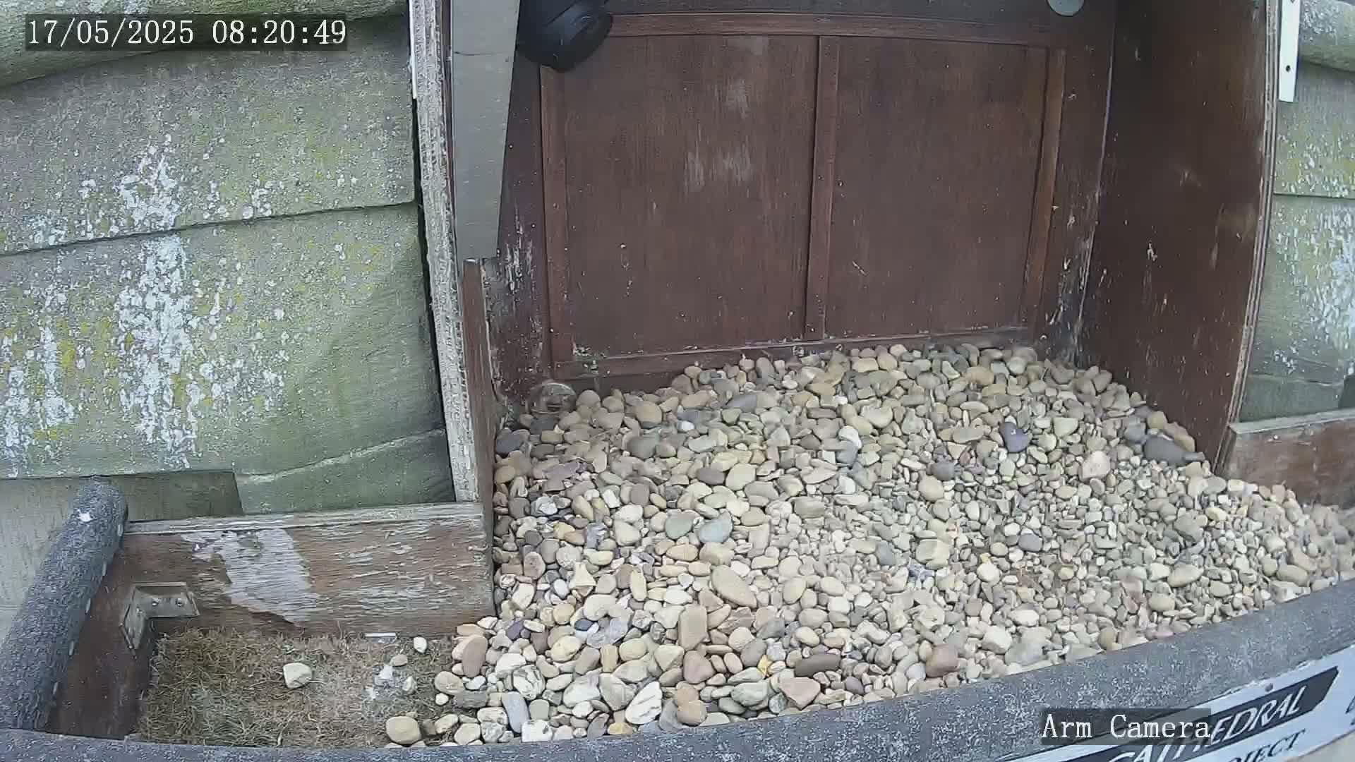 A pile of small rocks sits in front of a weathered wooden structure under a security camera.