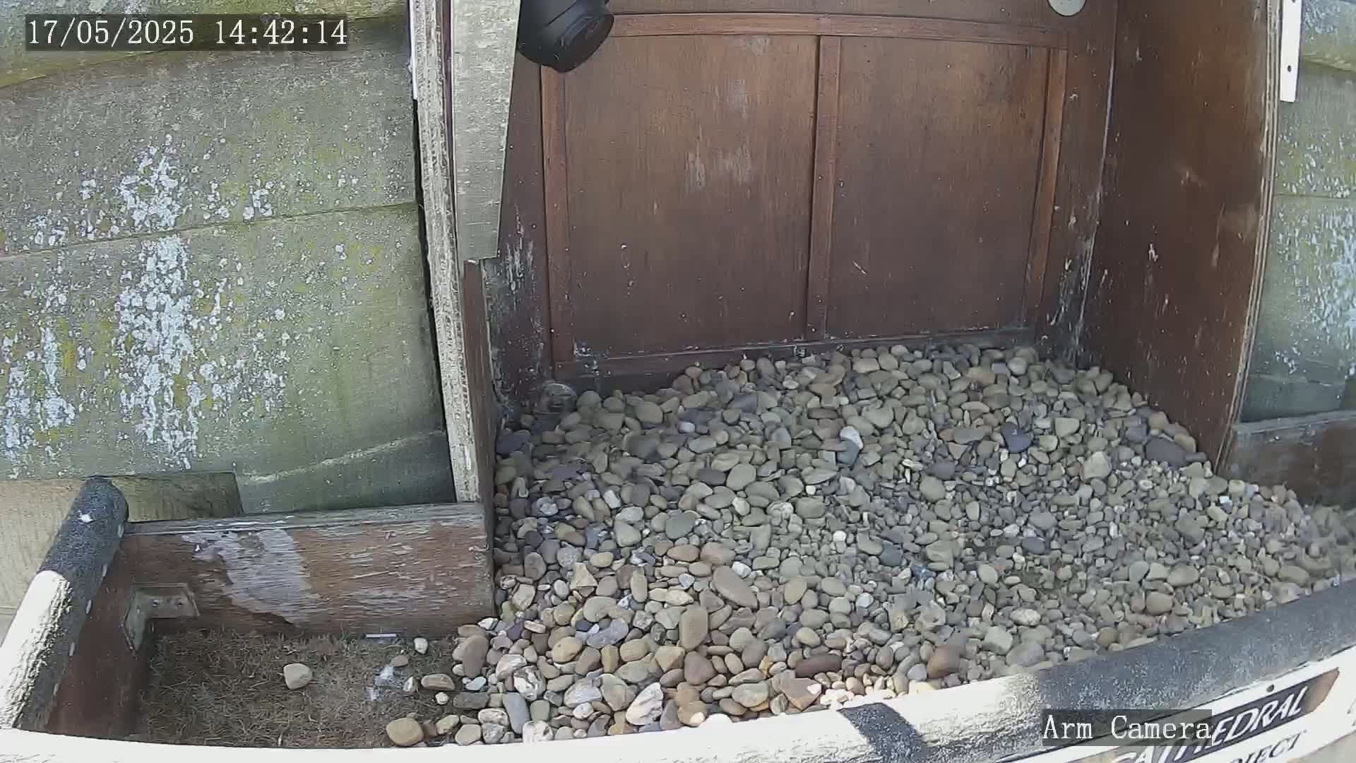 A pile of small rocks sits in front of a weathered wooden door and a section of gray stone wall, partially enclosed by a wooden structure.