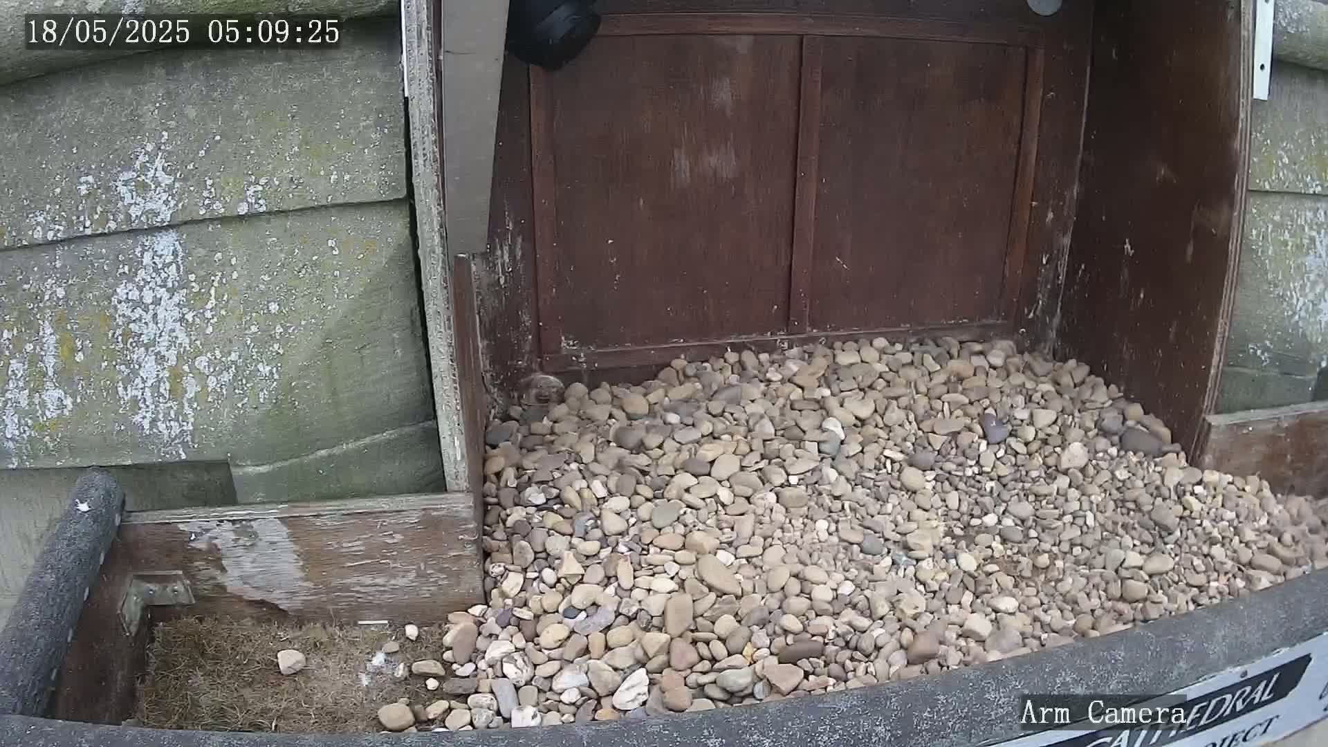 Wakefield Cathedral & Peregrine Life Project Live Cam - Wakefield, West Yorkshire, Yorkshire and the Humber, England, United Kingdom