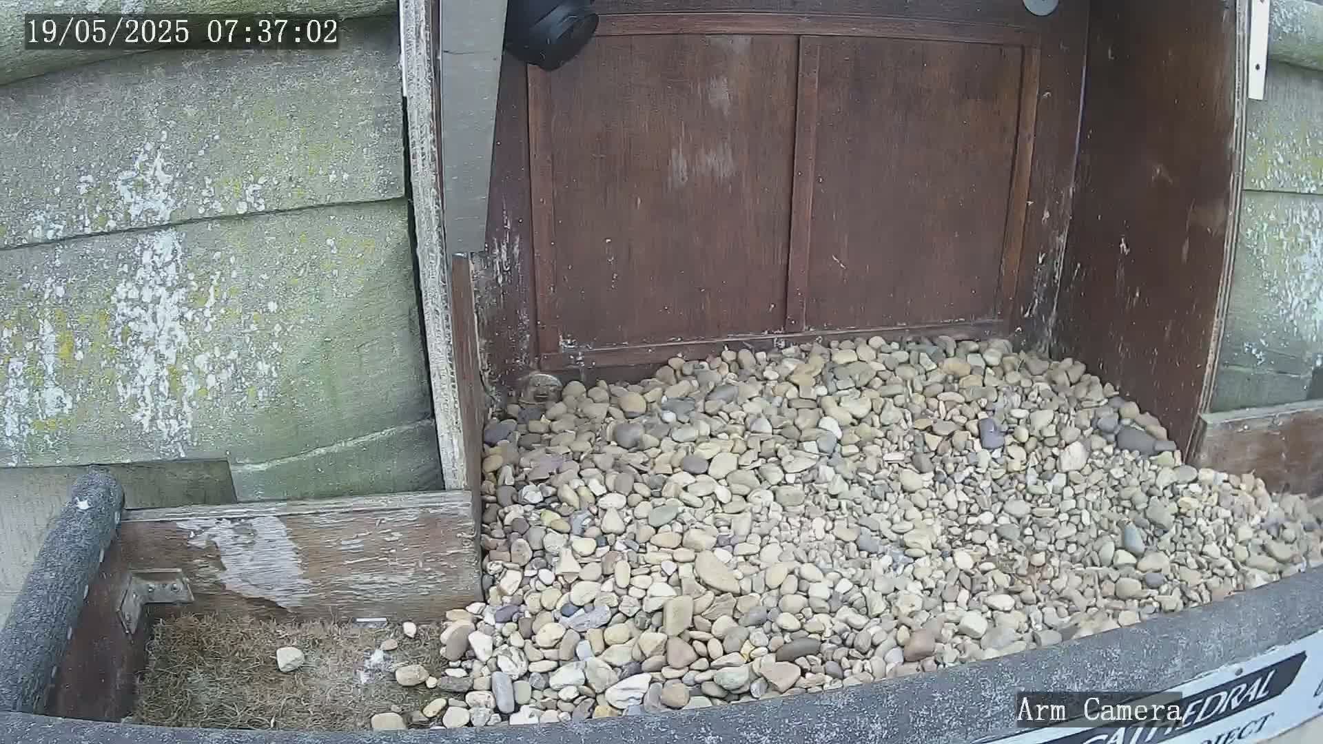 Wakefield Cathedral & Peregrine Life Project Live Cam - Wakefield, West Yorkshire, Yorkshire and the Humber, England, United Kingdom