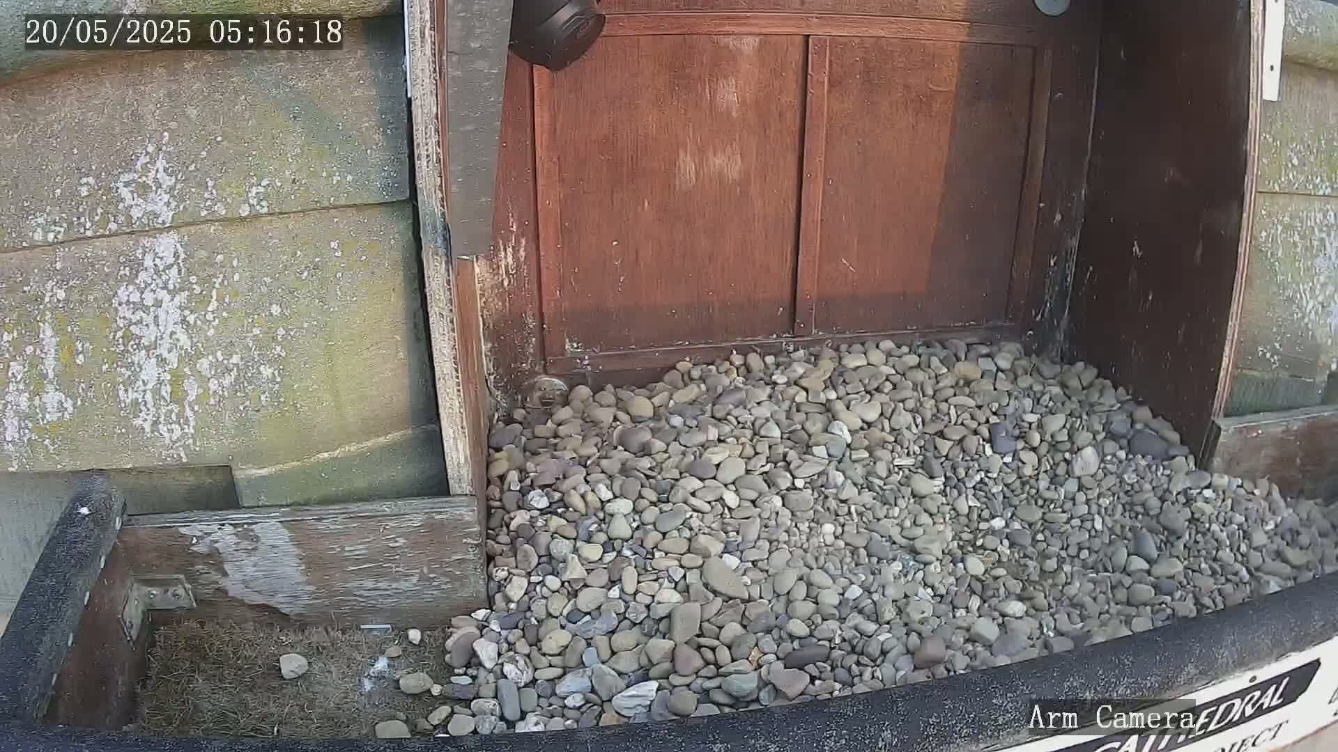 Wakefield Cathedral & Peregrine Life Project Live Cam - Wakefield, West Yorkshire, Yorkshire and the Humber, England, United Kingdom