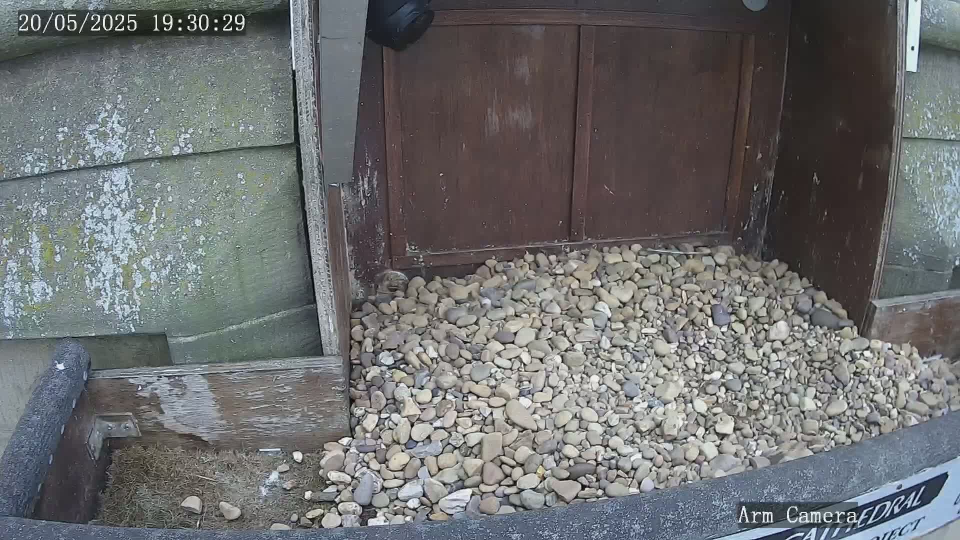 A pile of small rocks sits at the base of a weathered wooden structure, next to a small amount of nesting material.