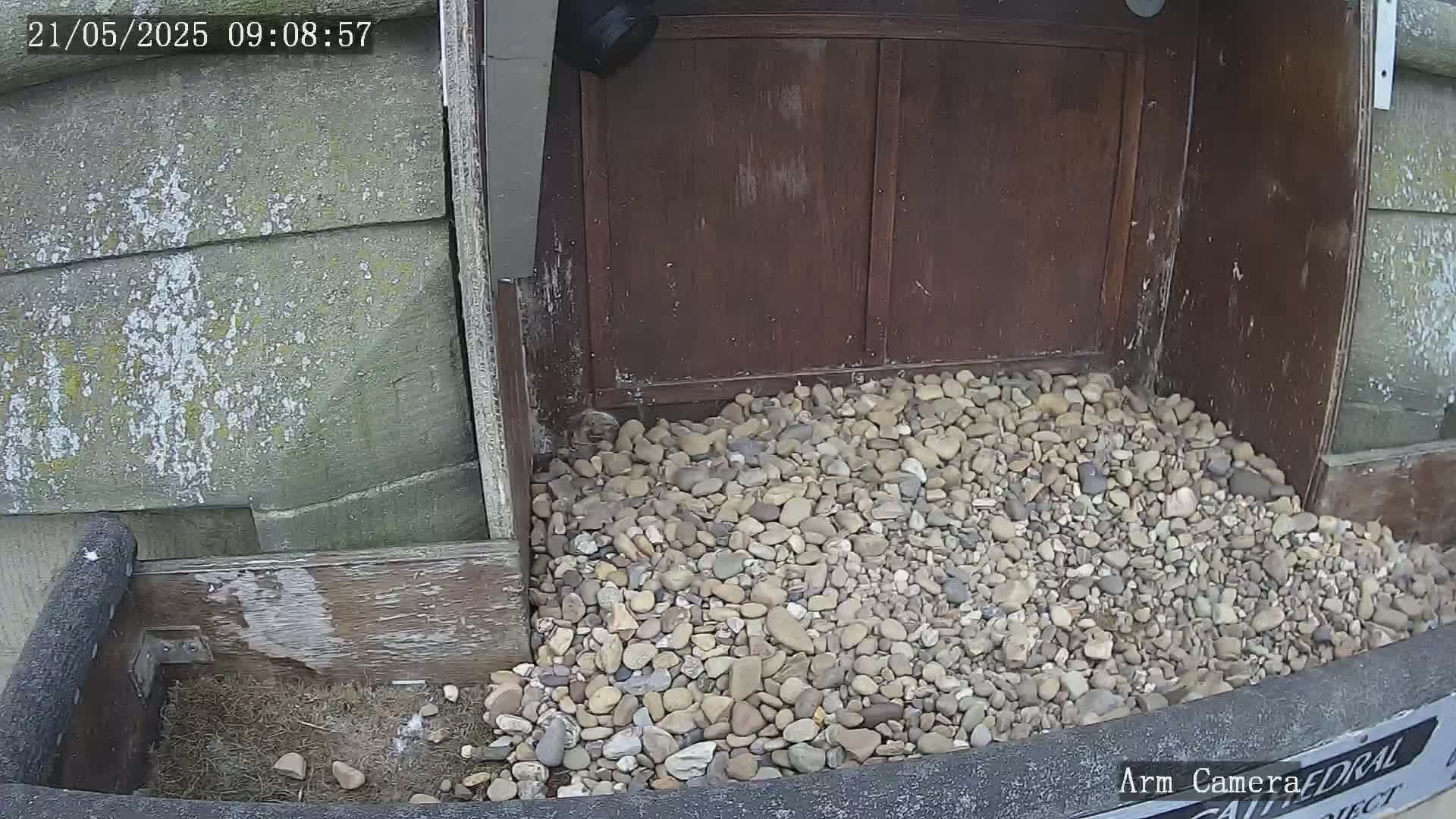 A pile of small rocks sits in front of a weathered wooden structure, partially visible in a corner of the image.