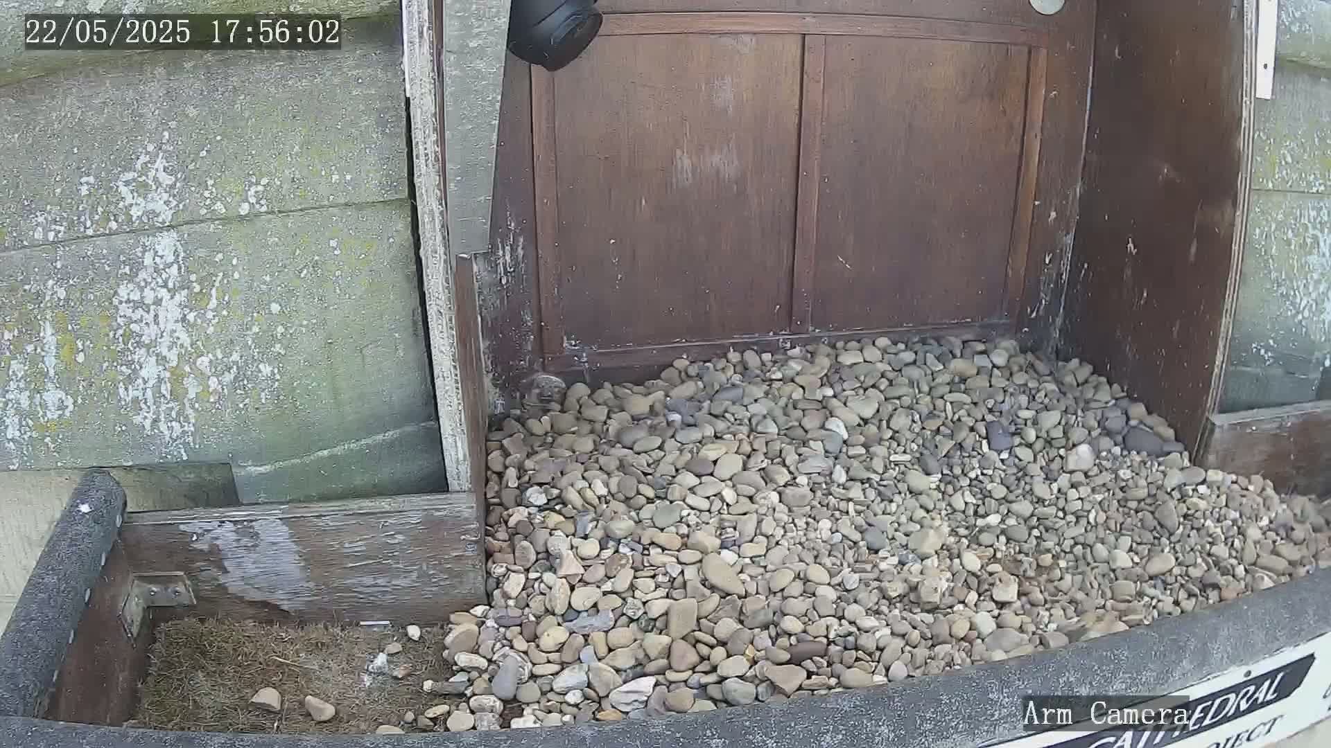 A pile of small rocks sits below a dark brown wooden door frame, partially covering a small wooden box containing some loose nesting material.