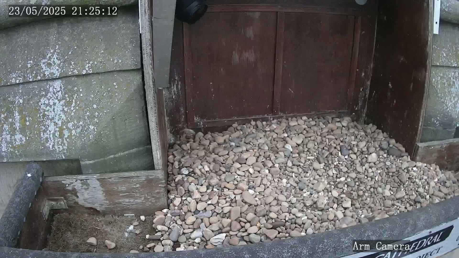 Wakefield Cathedral & Peregrine Life Project Live Cam - Wakefield, West Yorkshire, Yorkshire and the Humber, England, United Kingdom