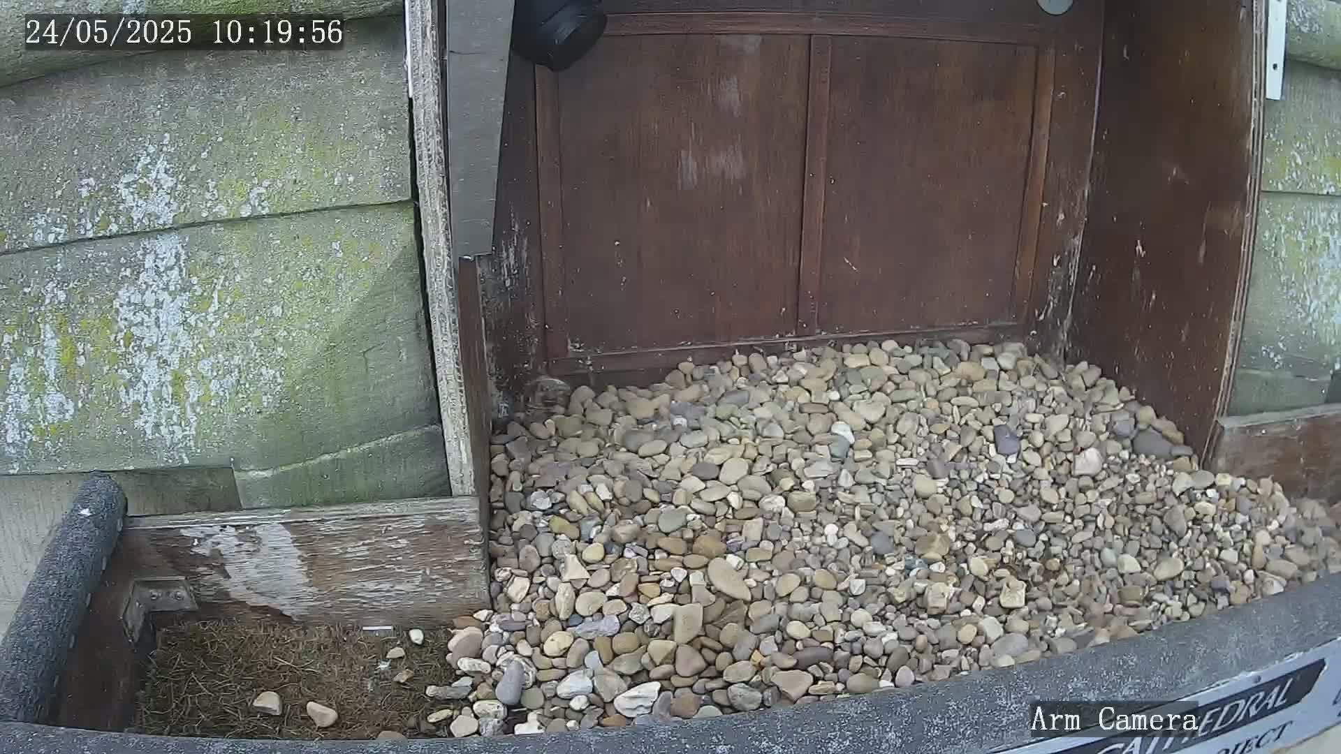 A pile of small, light-colored rocks sits at the base of a weathered wooden structure and a gray wall, partially obscuring a small amount of dry vegetation.