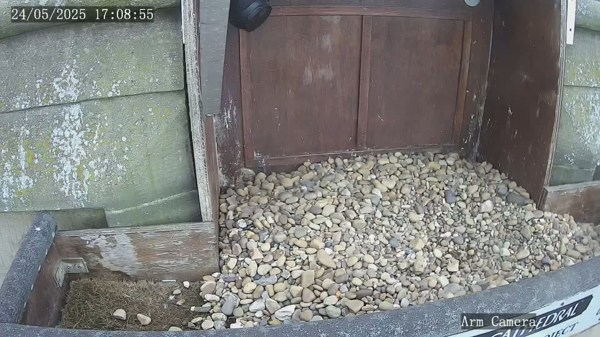 A pile of small, light-colored rocks sits in front of a weathered wooden door, partially covering a small wooden box containing nesting material.