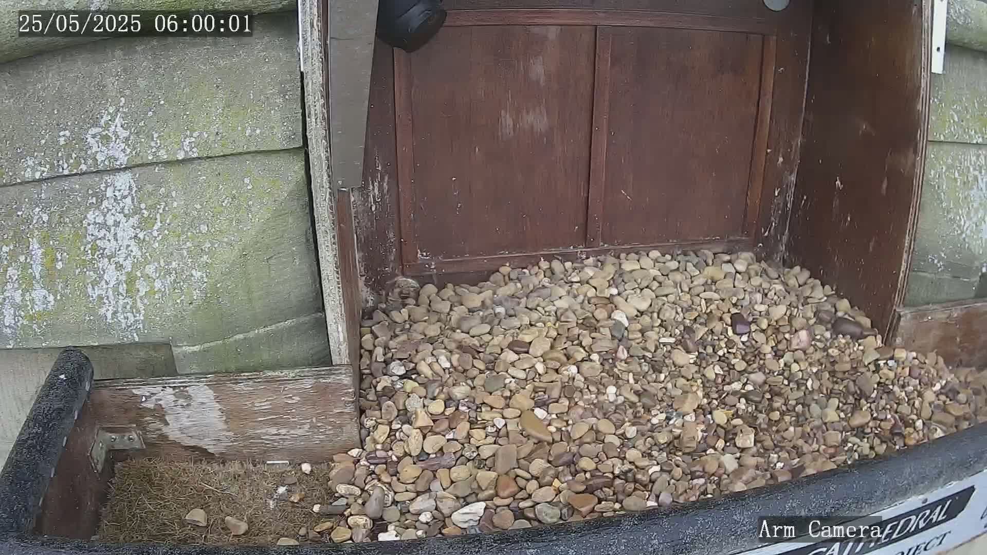 Wakefield Cathedral & Peregrine Life Project Live Cam - Wakefield, West Yorkshire, Yorkshire and the Humber, England, United Kingdom