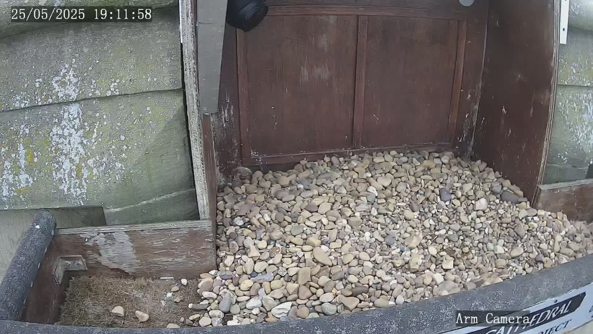 Wakefield Cathedral & Peregrine Life Project Live Cam - Wakefield, West Yorkshire, Yorkshire and the Humber, England, United Kingdom