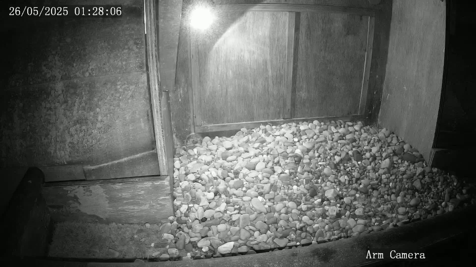 Wakefield Cathedral & Peregrine Life Project Live Cam - Wakefield, West Yorkshire, Yorkshire and the Humber, England, United Kingdom