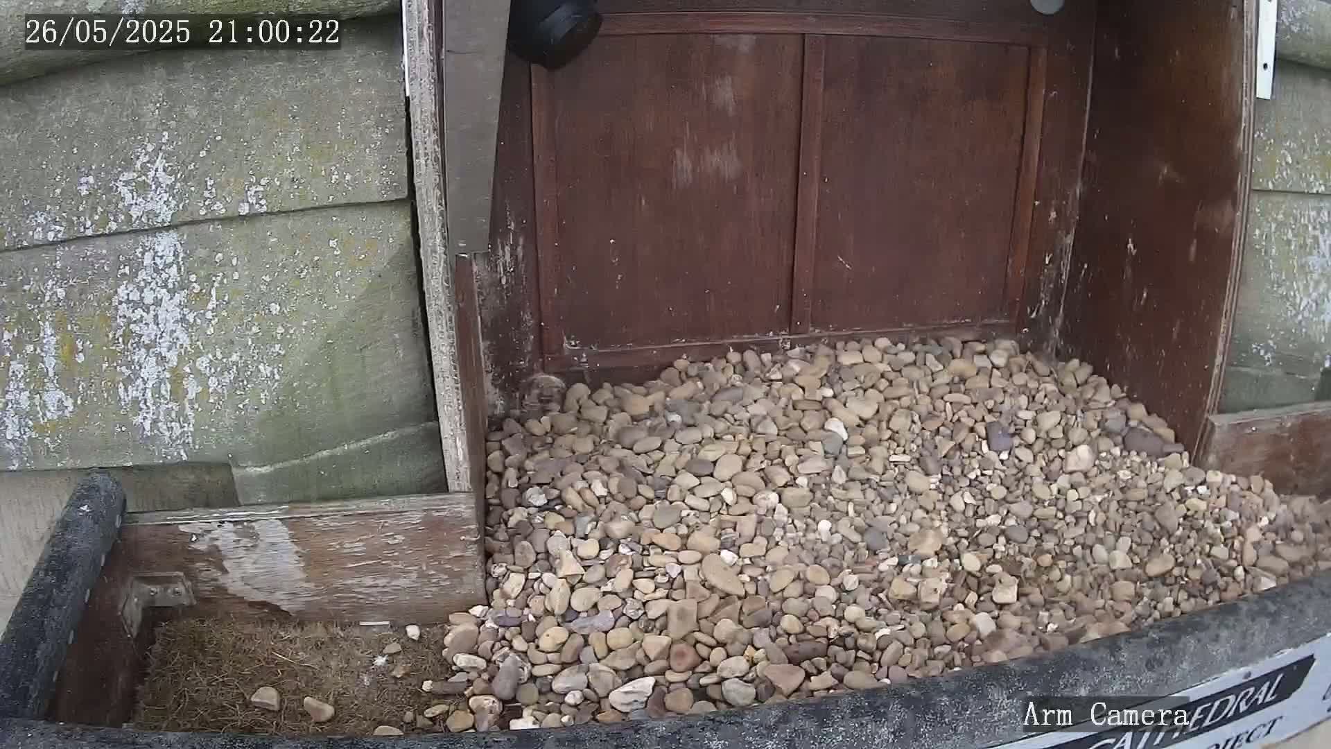A pile of light brown and tan pebbles sits in front of a dark brown wooden structure, next to a weathered gray wall.