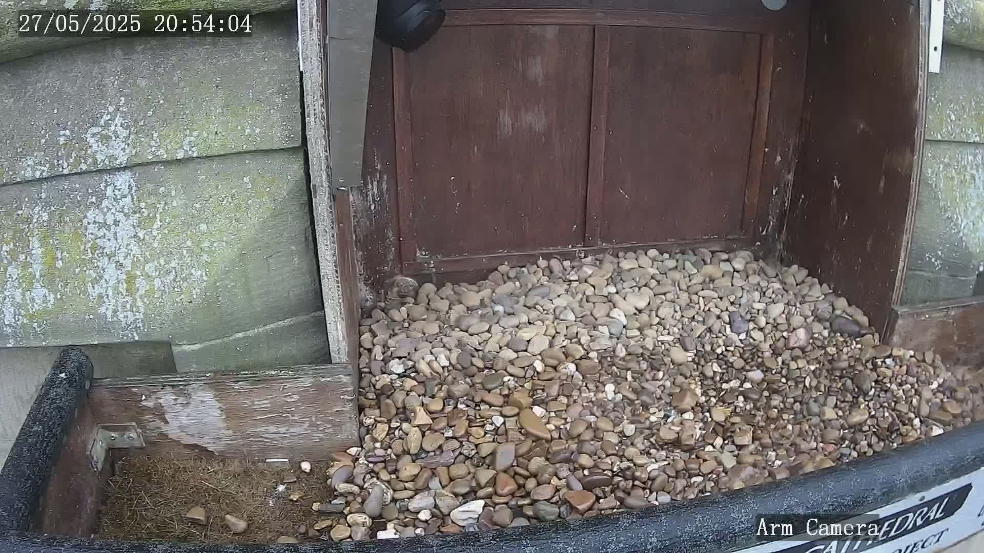 A pile of small, light brown and tan pebbles fills a wooden structure outdoors.