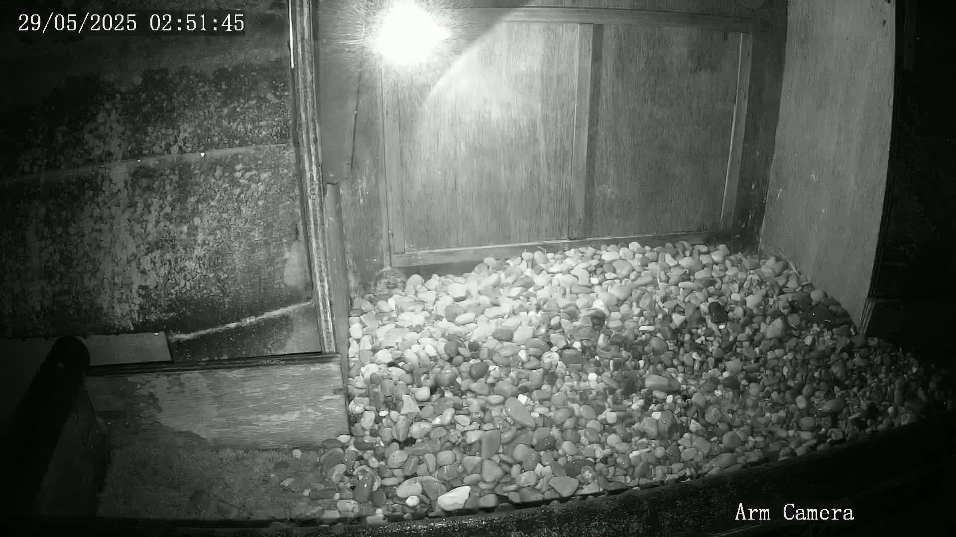 A nighttime, low-light image shows a pile of small, wet rocks at the base of a wooden structure illuminated by a bright light source.