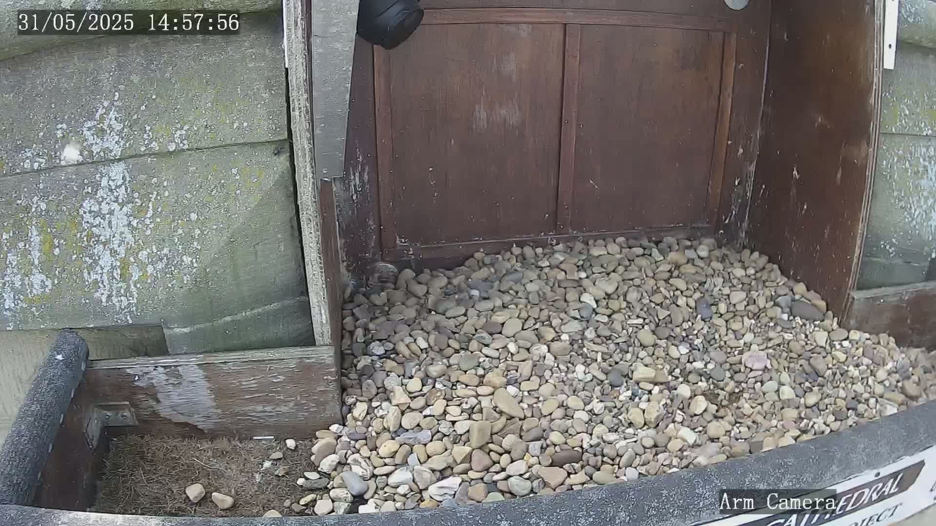 A pile of small rocks sits at the base of a weathered wooden structure, partially visible near a security camera.