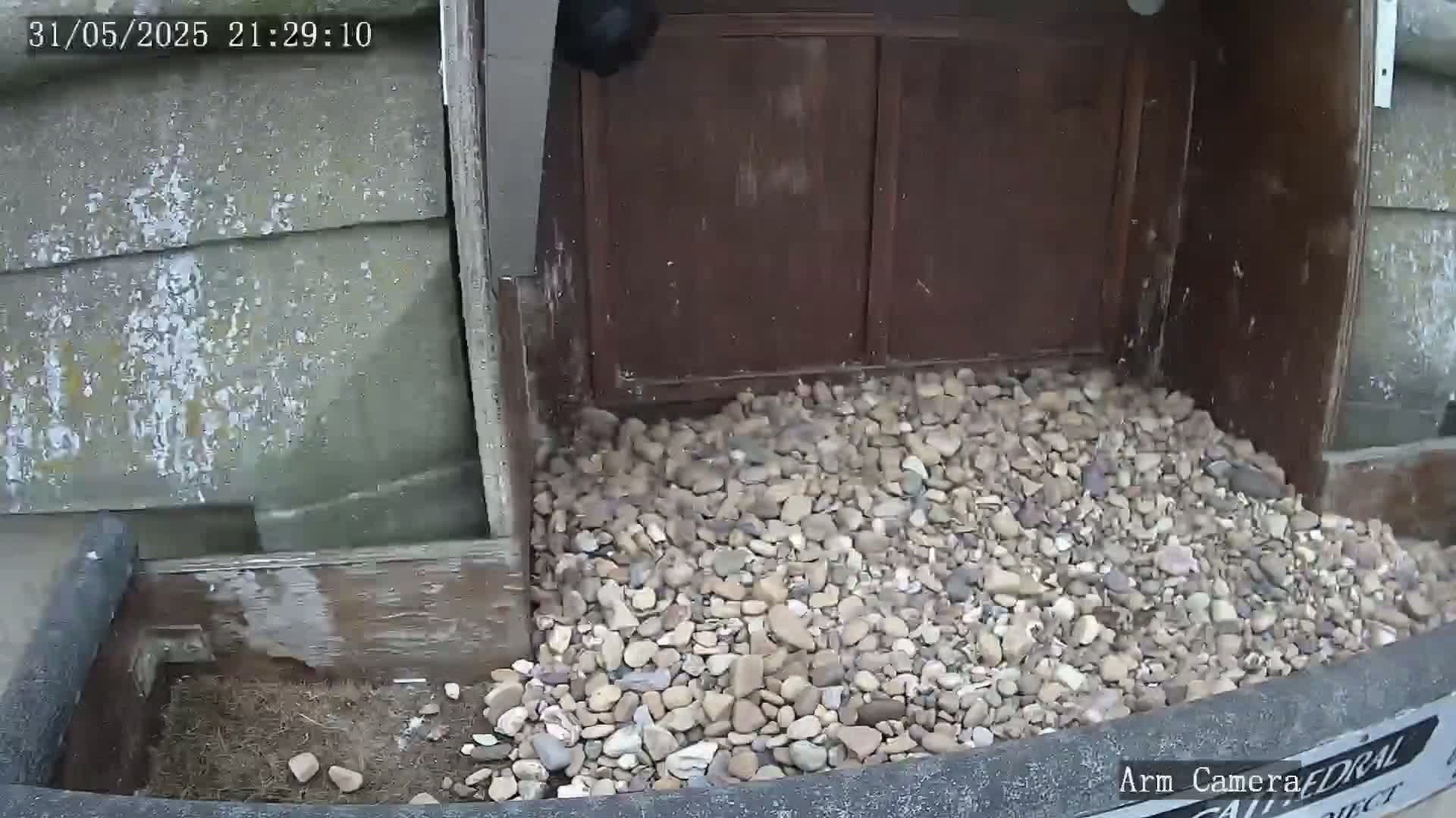 A pile of light brown and tan pebbles sits in front of a dark brown wooden door on an overcast day.