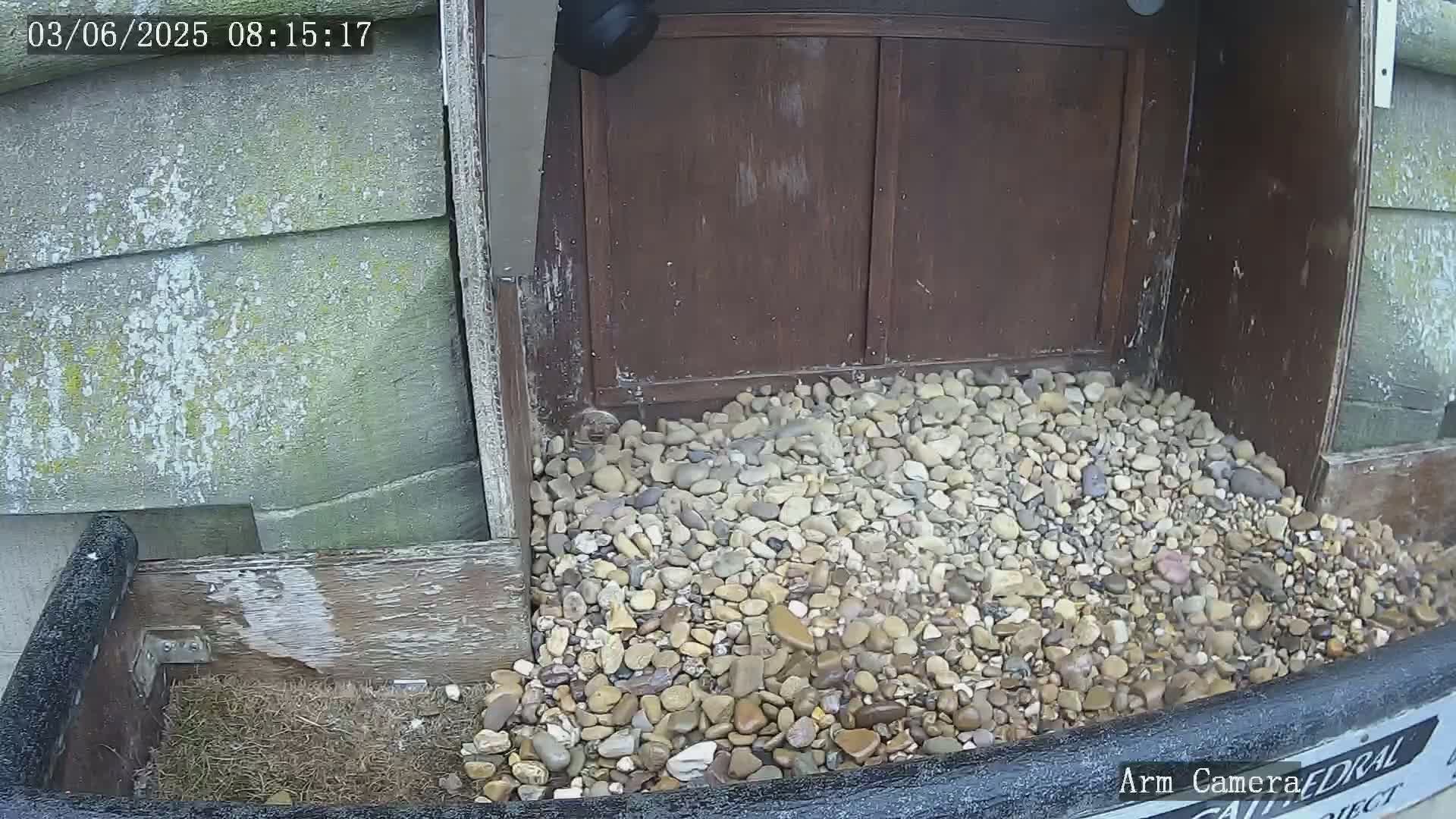 A pile of small, wet stones sits in front of a dark brown wooden door, next to a weathered gray building.