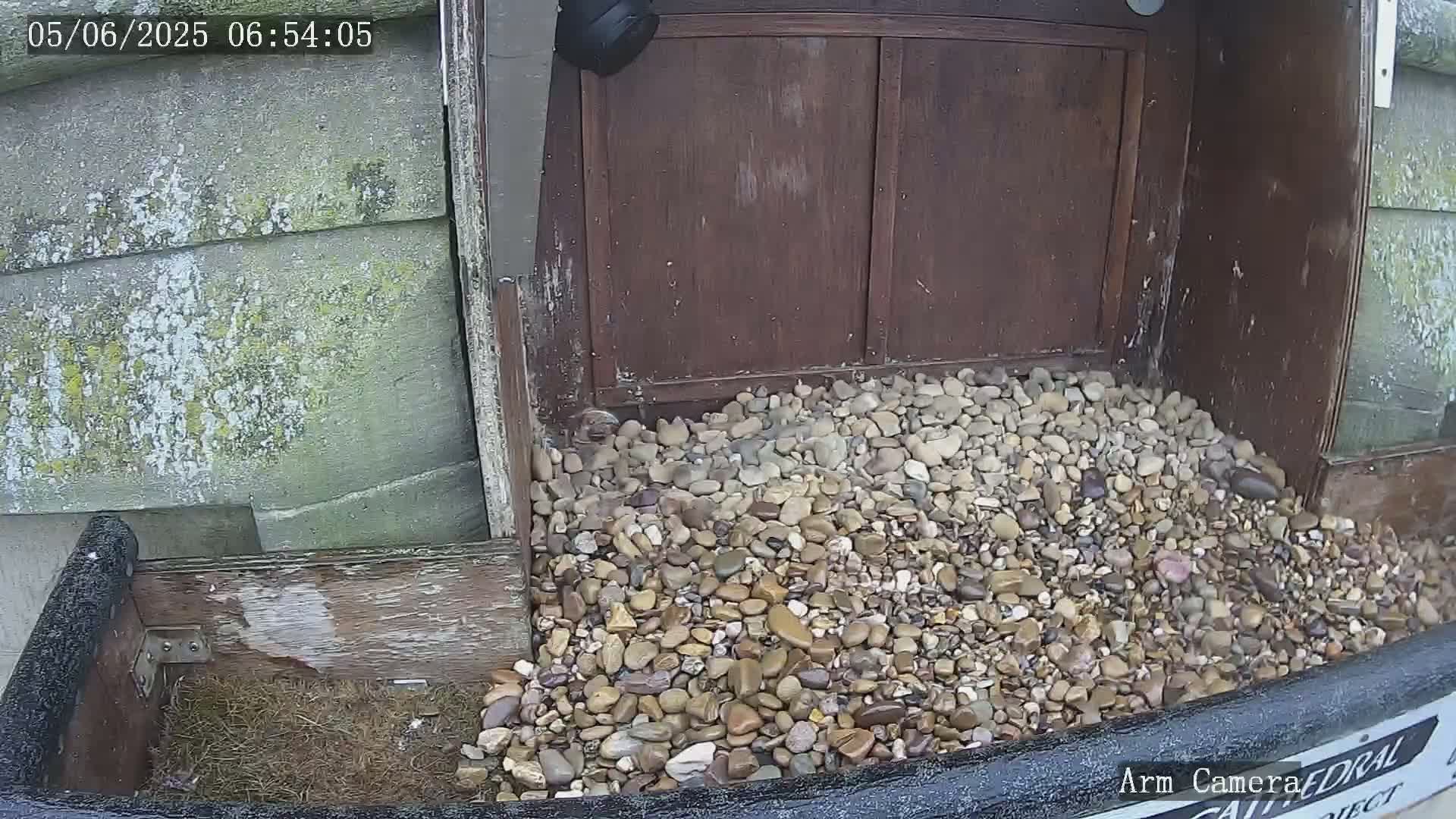 A pile of small, light-brown and tan stones sits in a wooden box next to a weathered wooden wall, possibly outdoors.